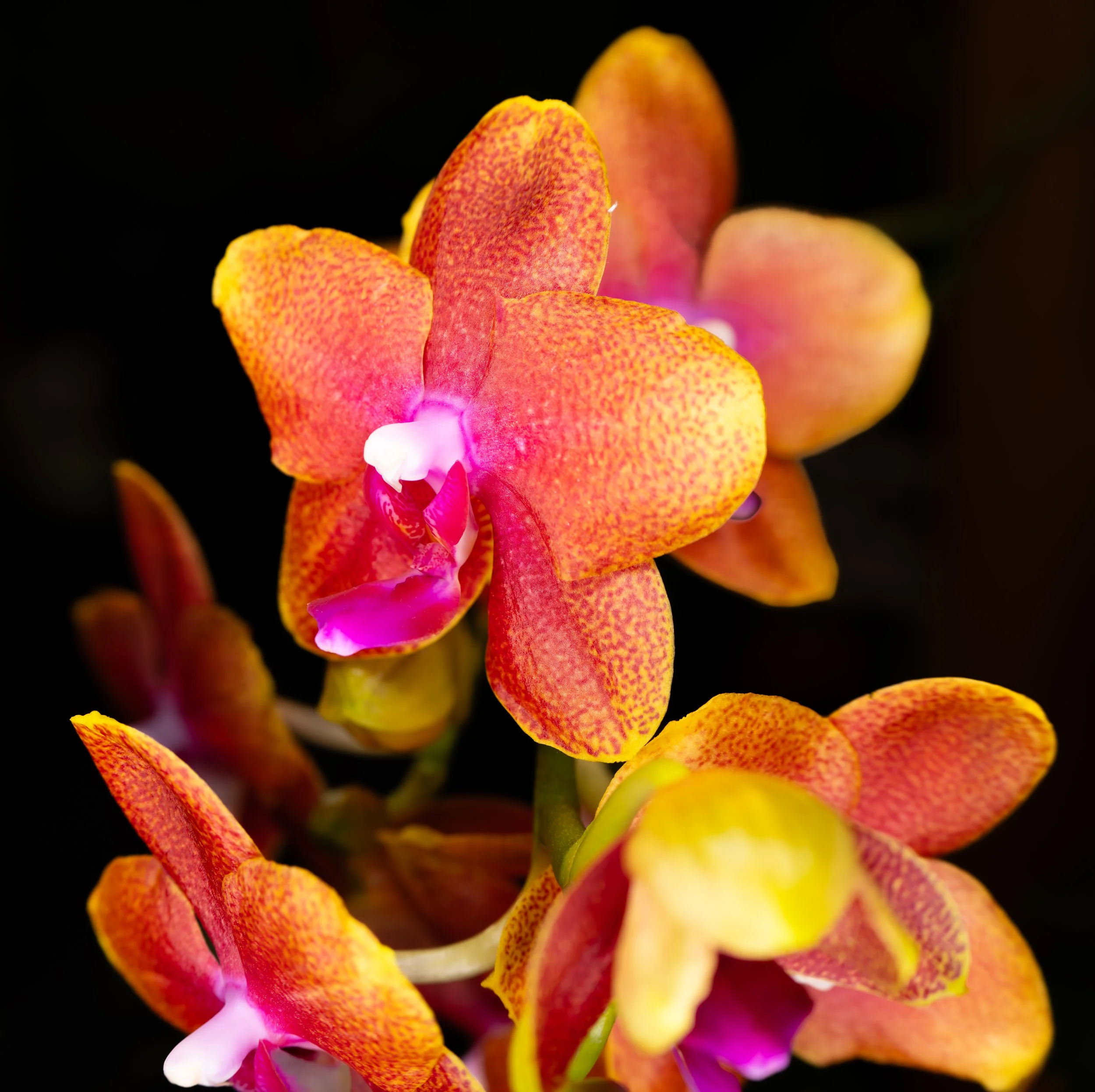 Orchids004.jpg