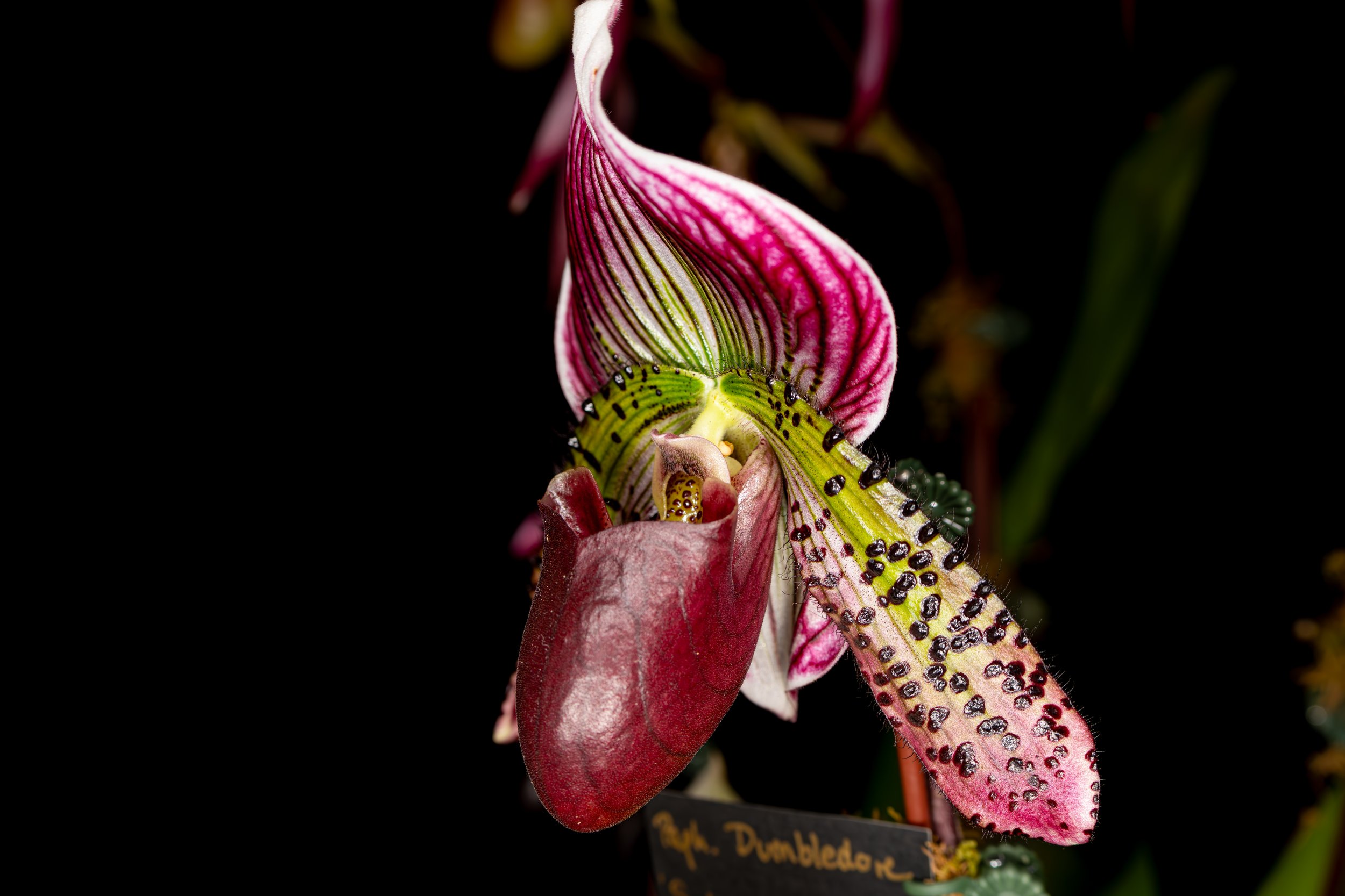 Orchids025.jpg