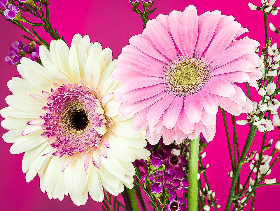 07Apr13 Flowers-299-Edit-2.jpg
