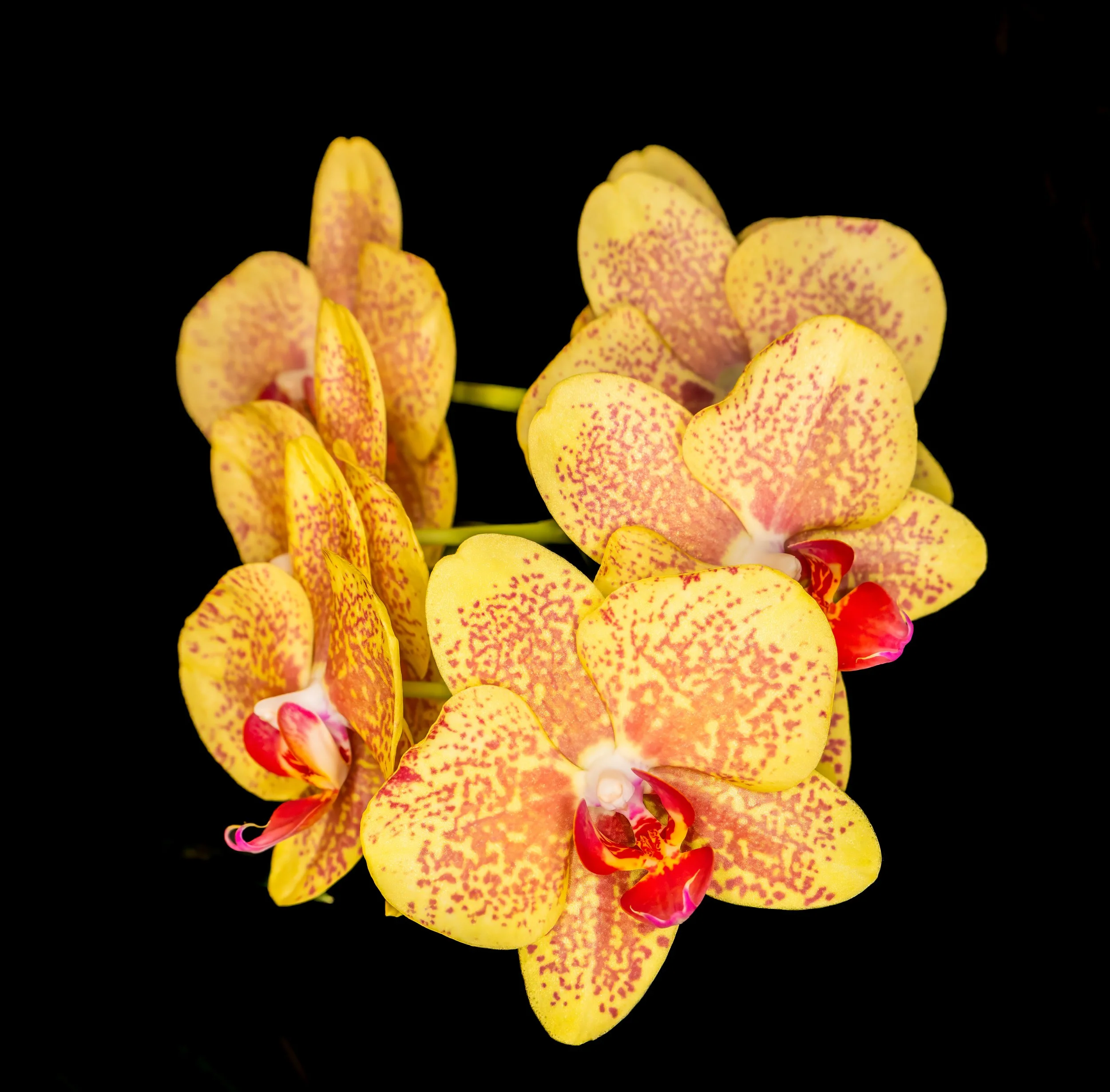 Orchids012.jpg