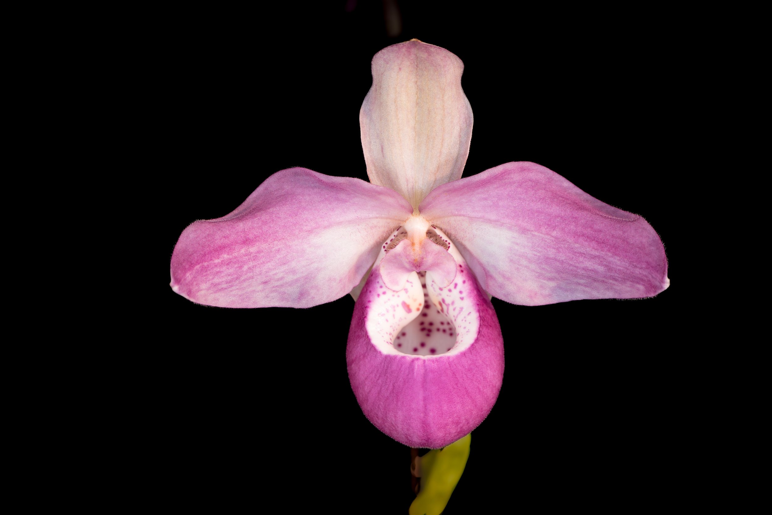 Orchids053.jpg