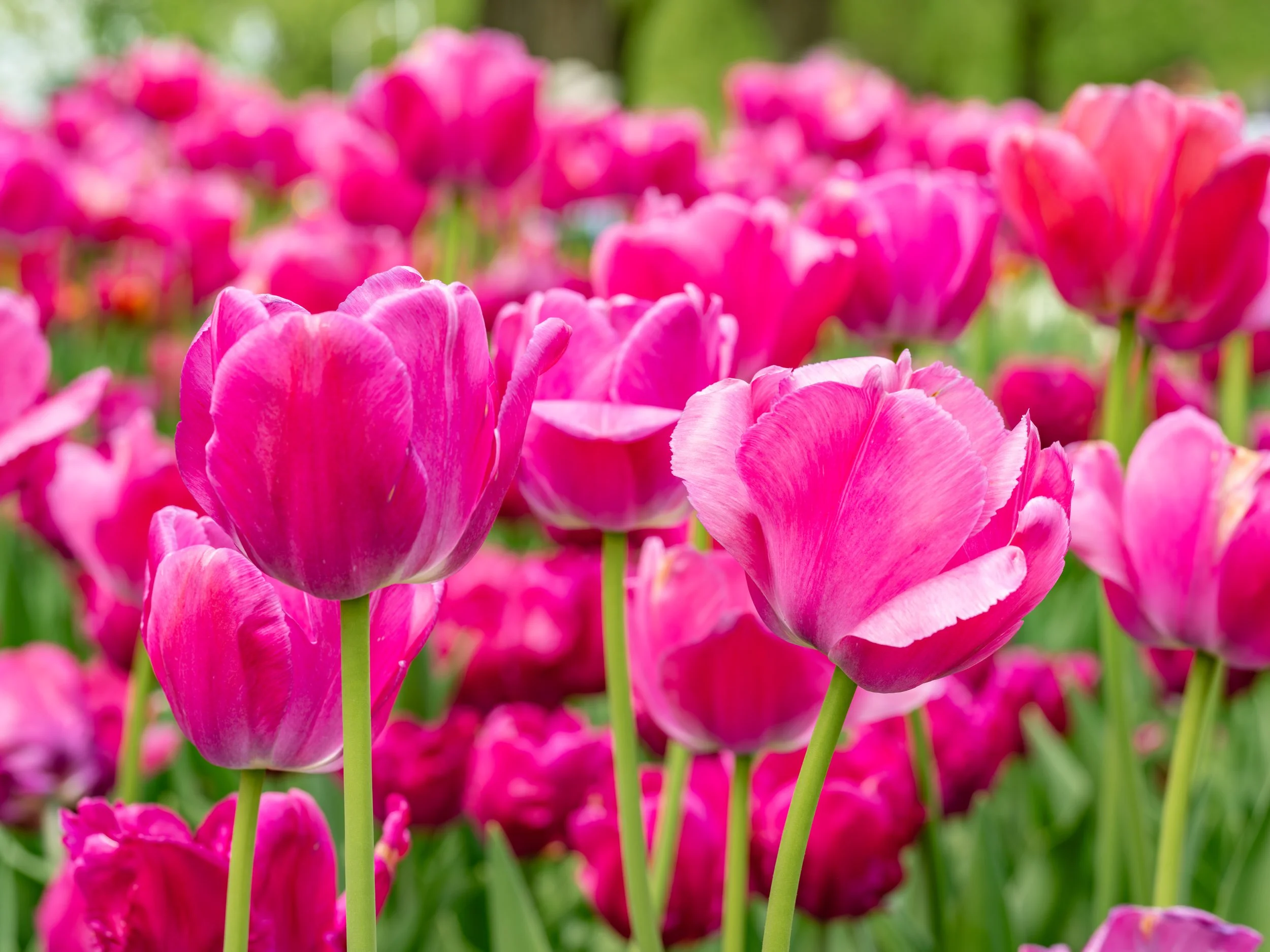 Ottawa Tulip Festival023.jpg