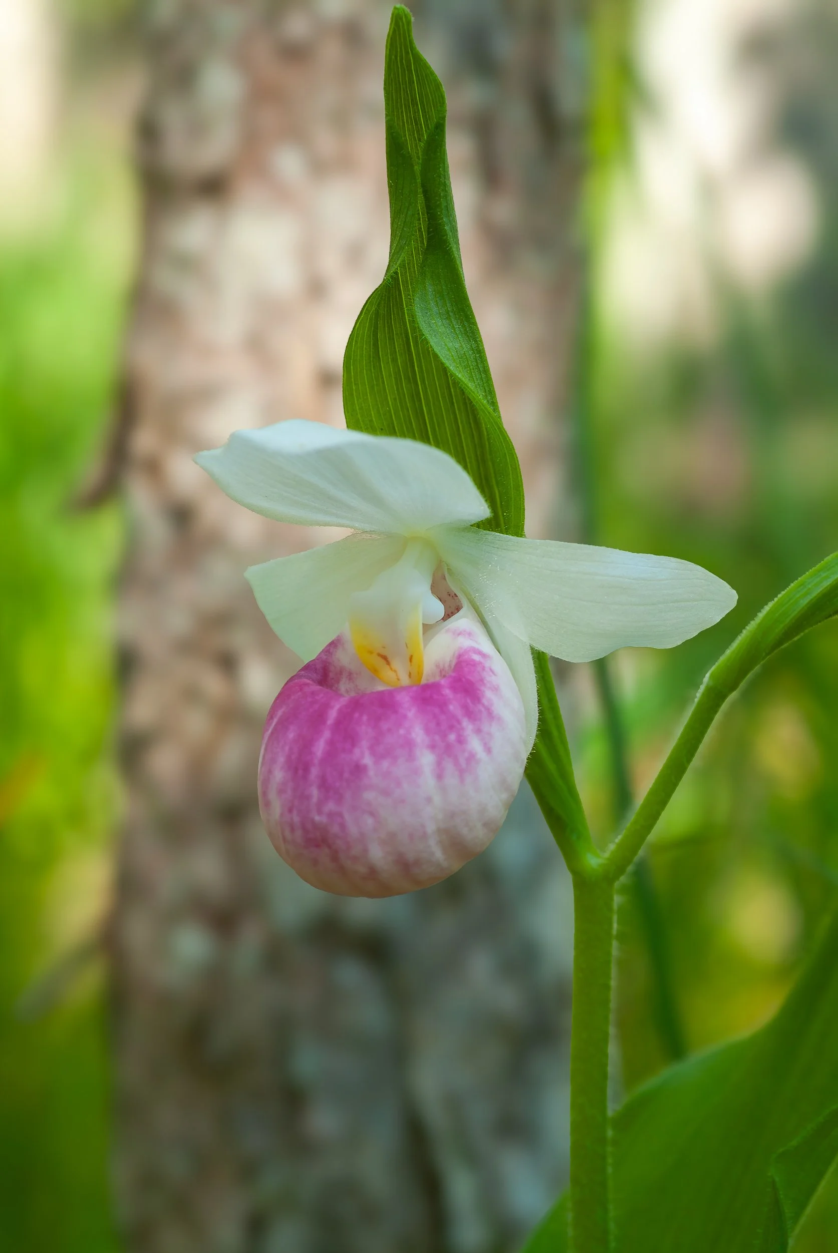 orchids026.jpg