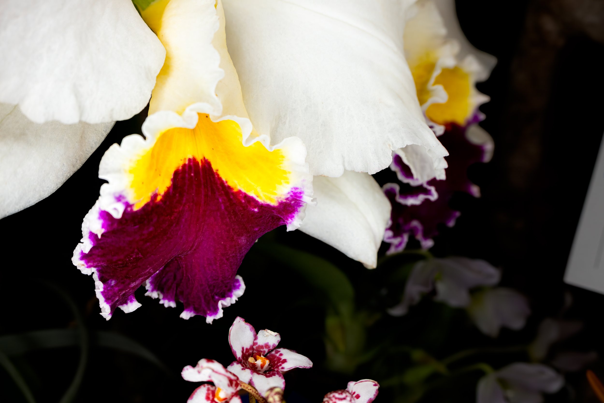 Orchids042.jpg