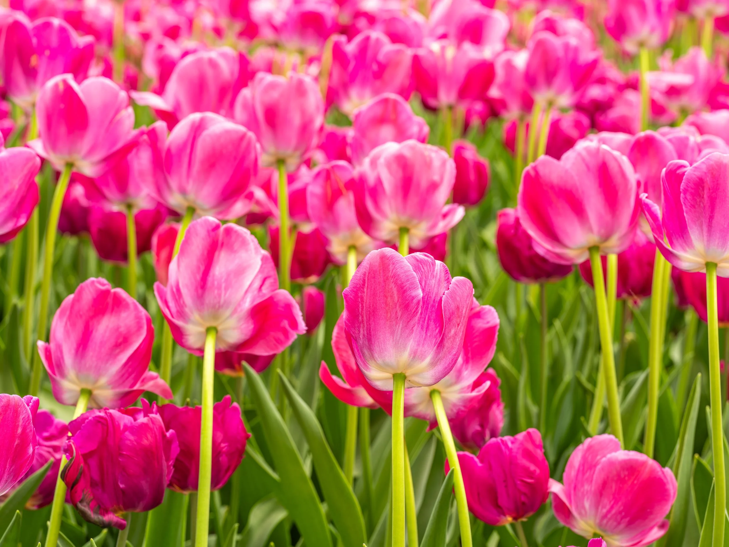 Ottawa Tulip Festival033.jpg