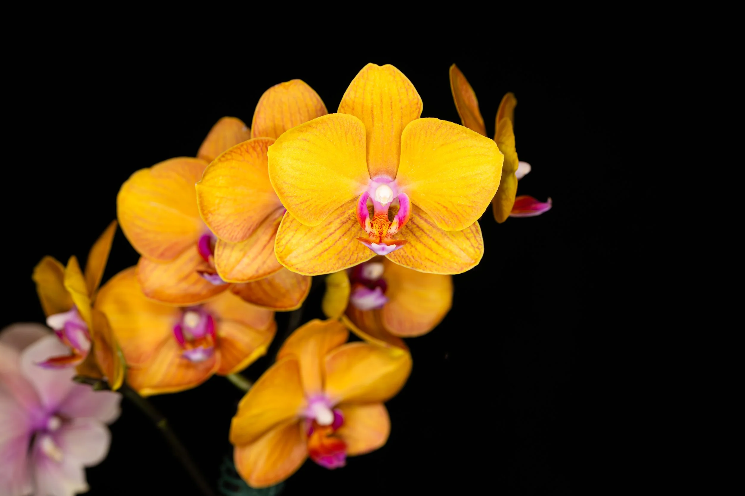 Orchids007.jpg