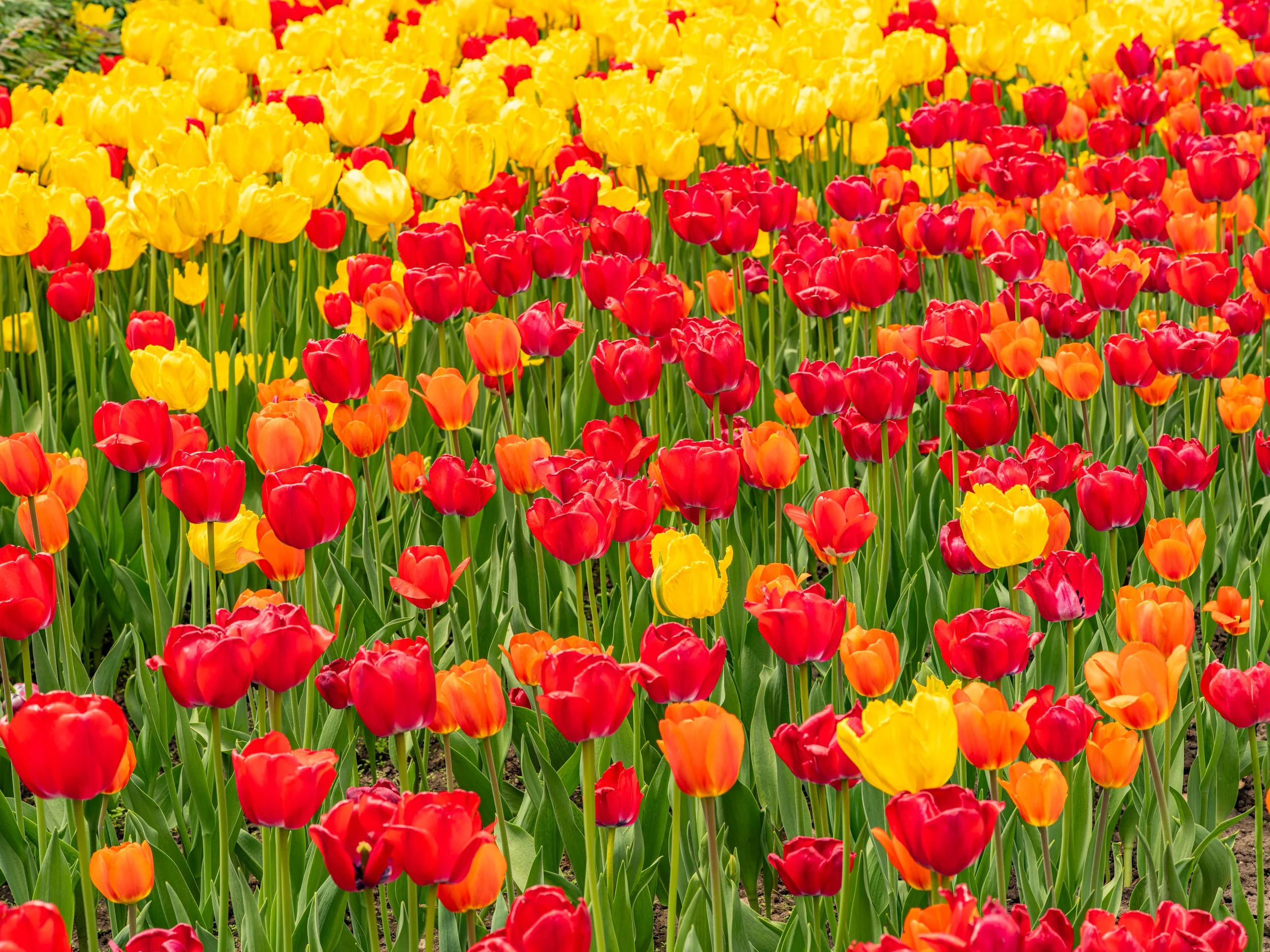Ottawa Tulip Festival055.jpg