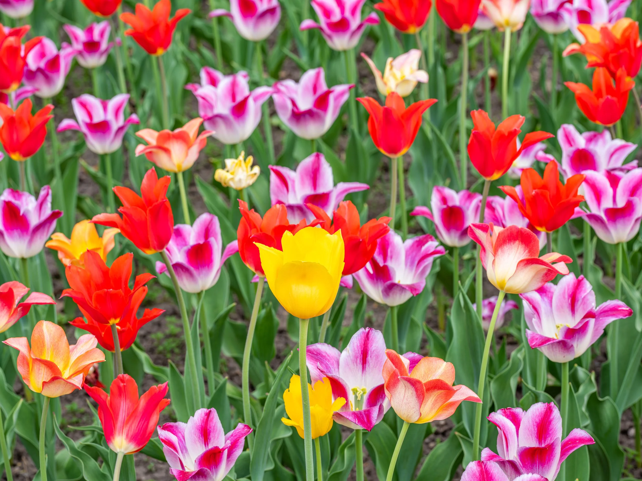 Ottawa Tulip Festival015.jpg