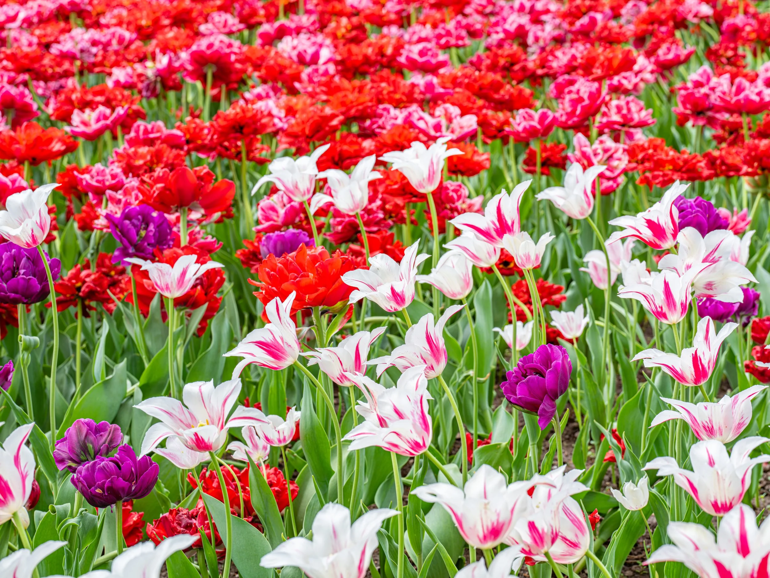 Ottawa Tulip Festival002.jpg