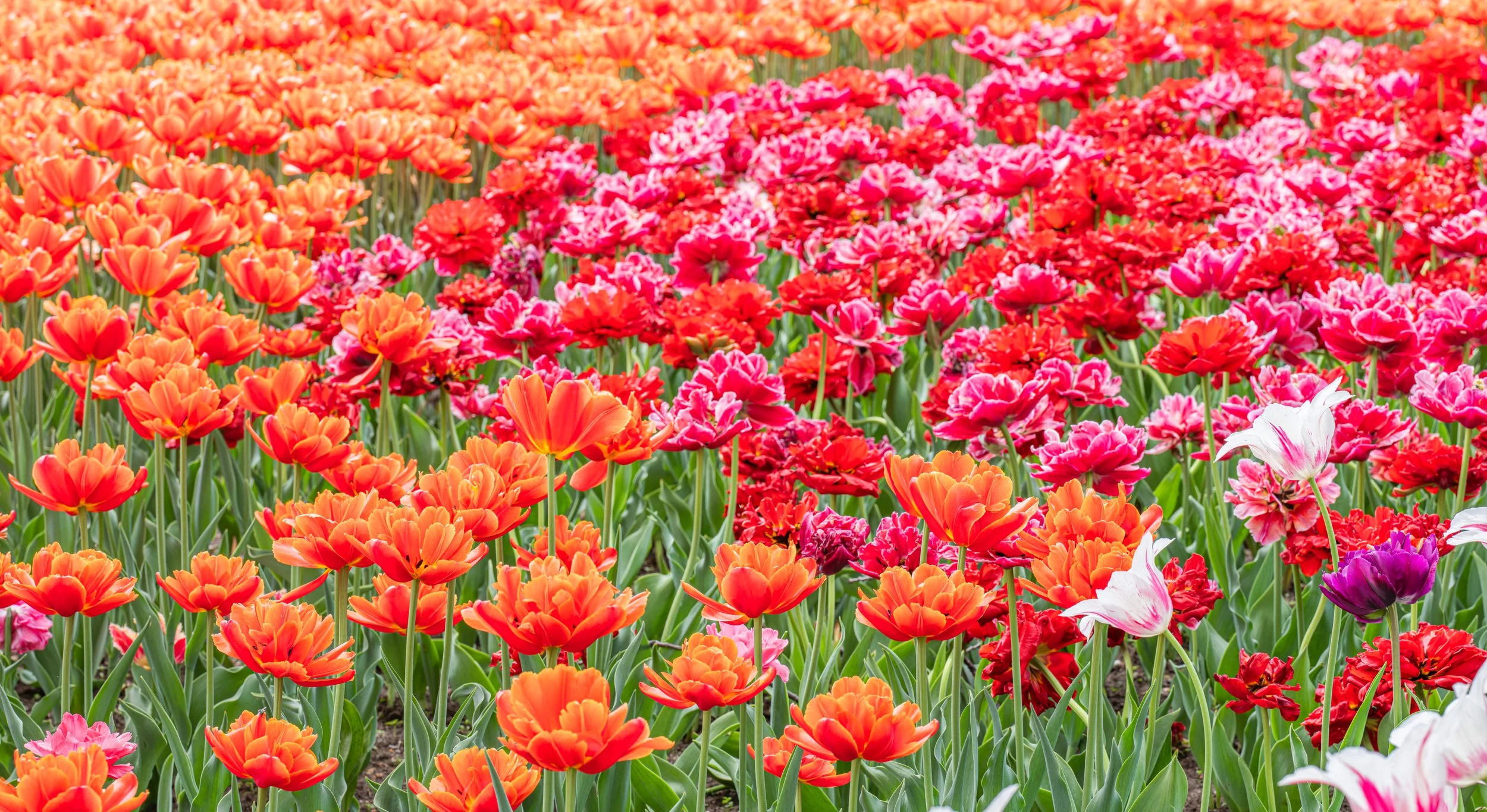 Ottawa Tulip Festival003.jpg
