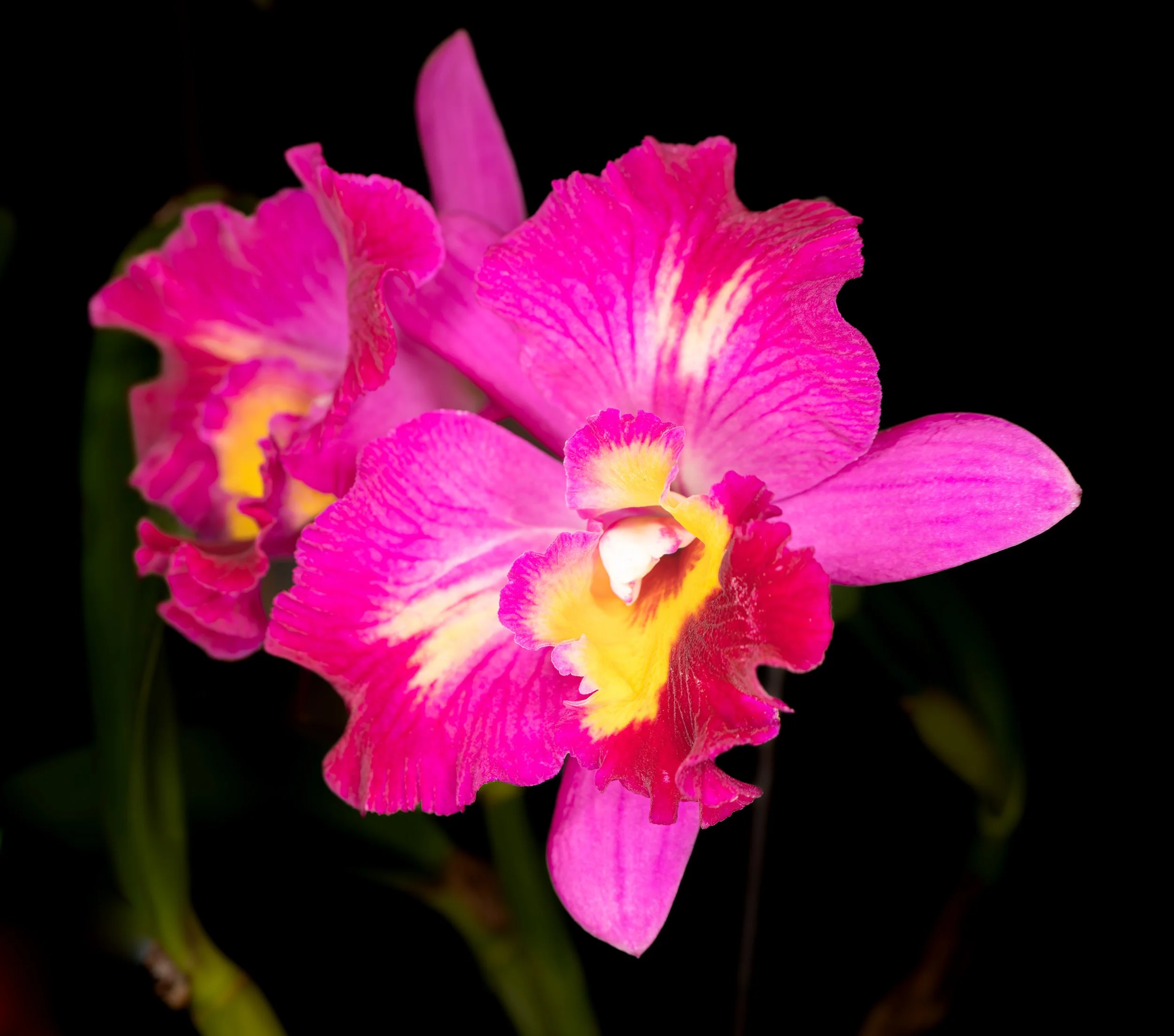 Orchids005.jpg