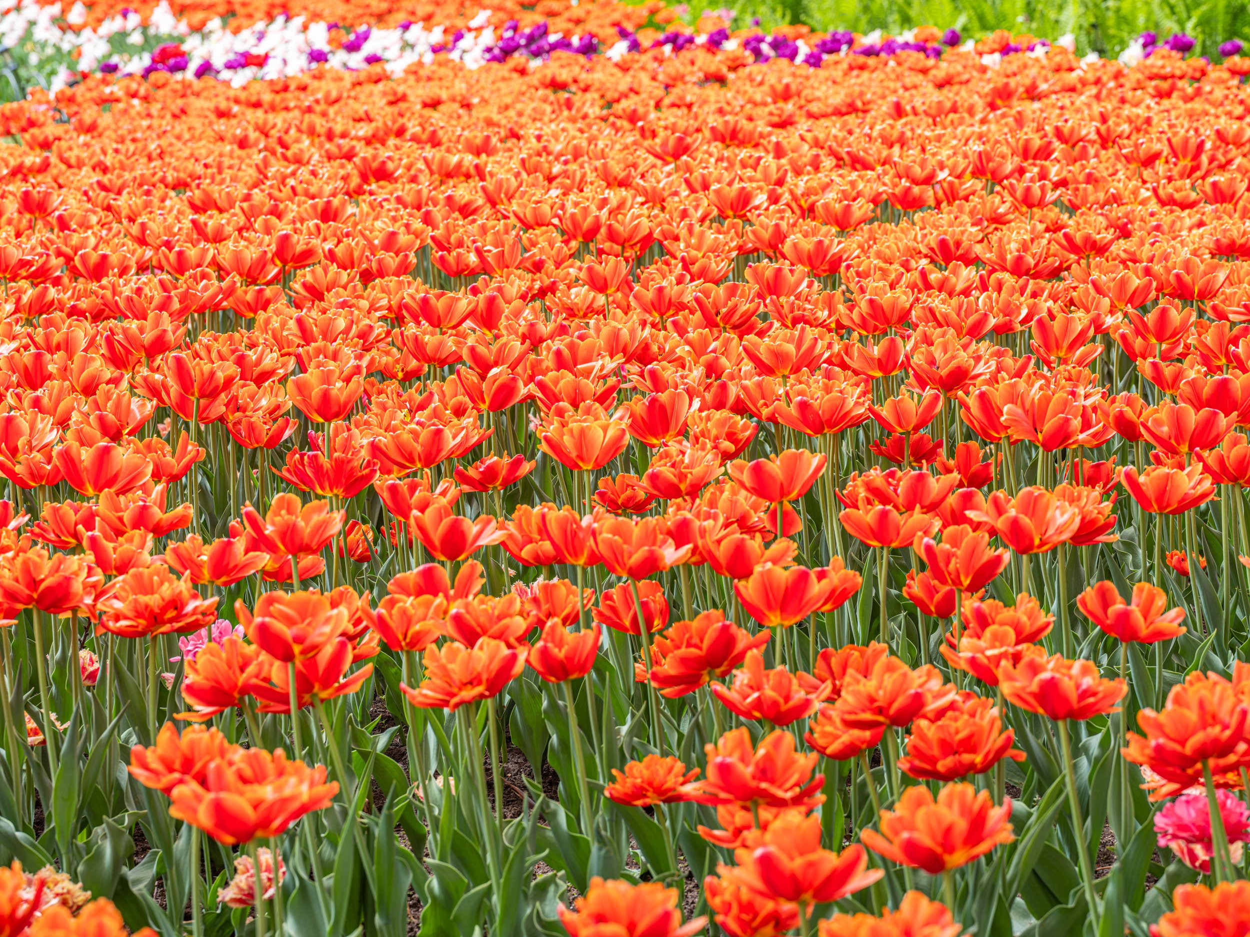 Ottawa Tulip Festival004.jpg