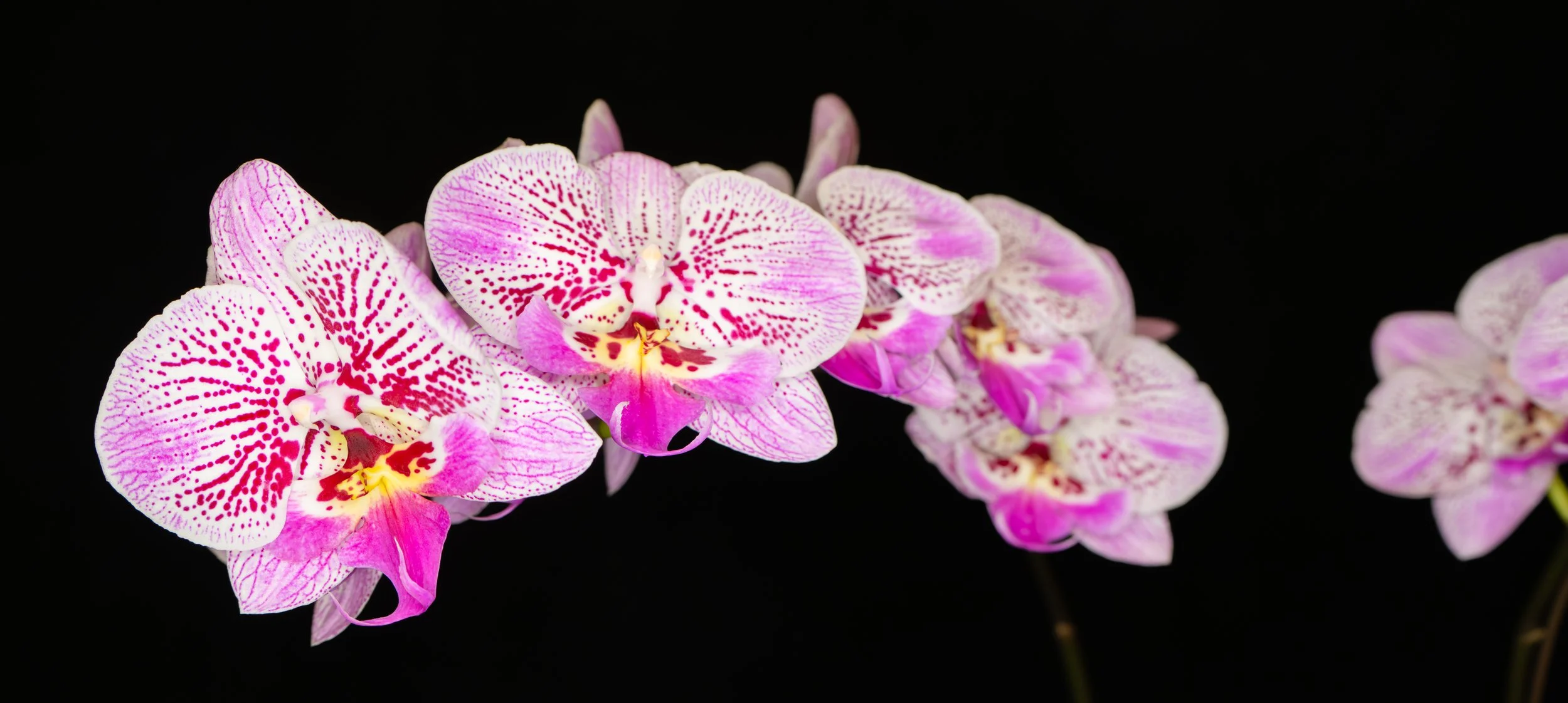 Orchids052.jpg