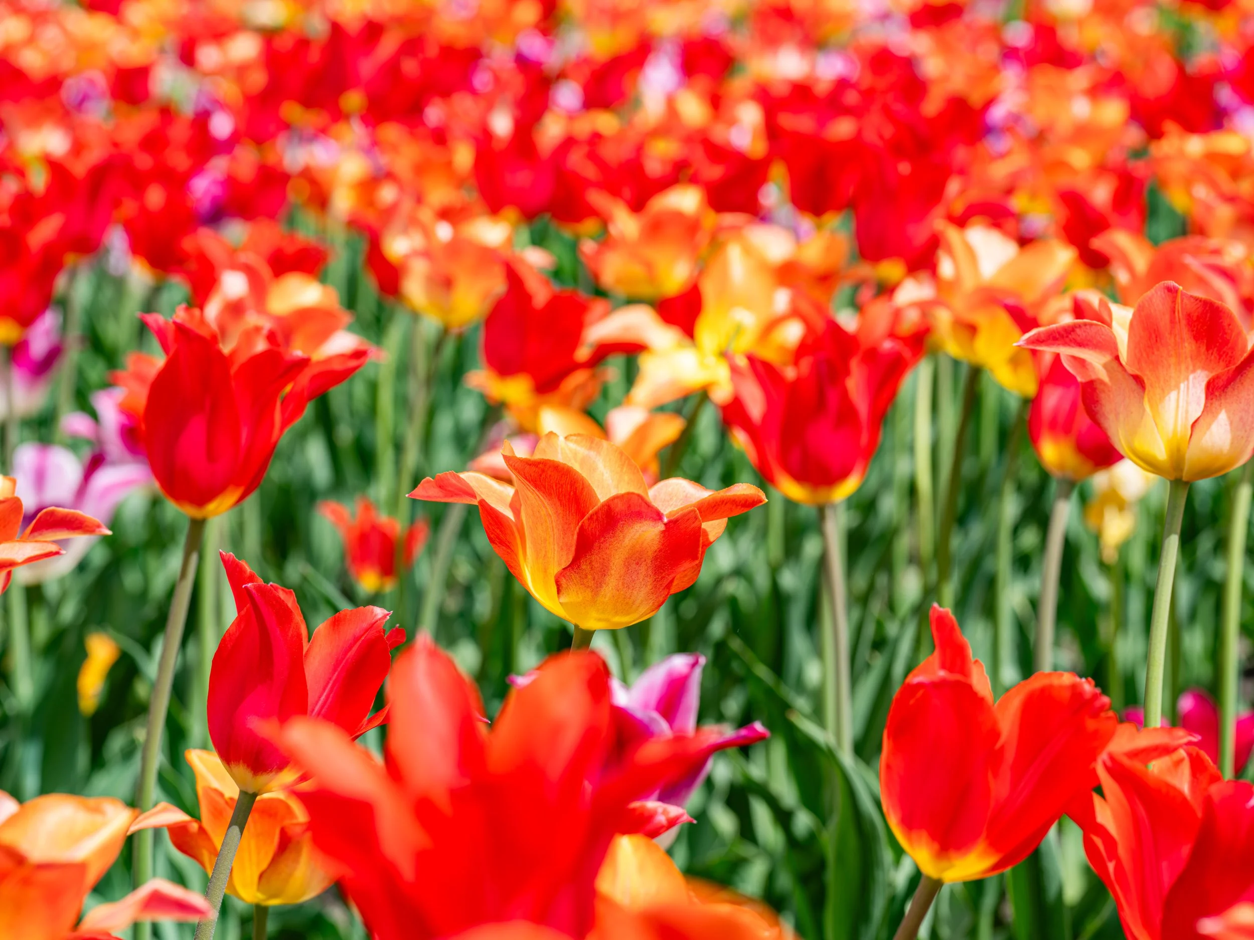Ottawa Tulip Festival017.jpg