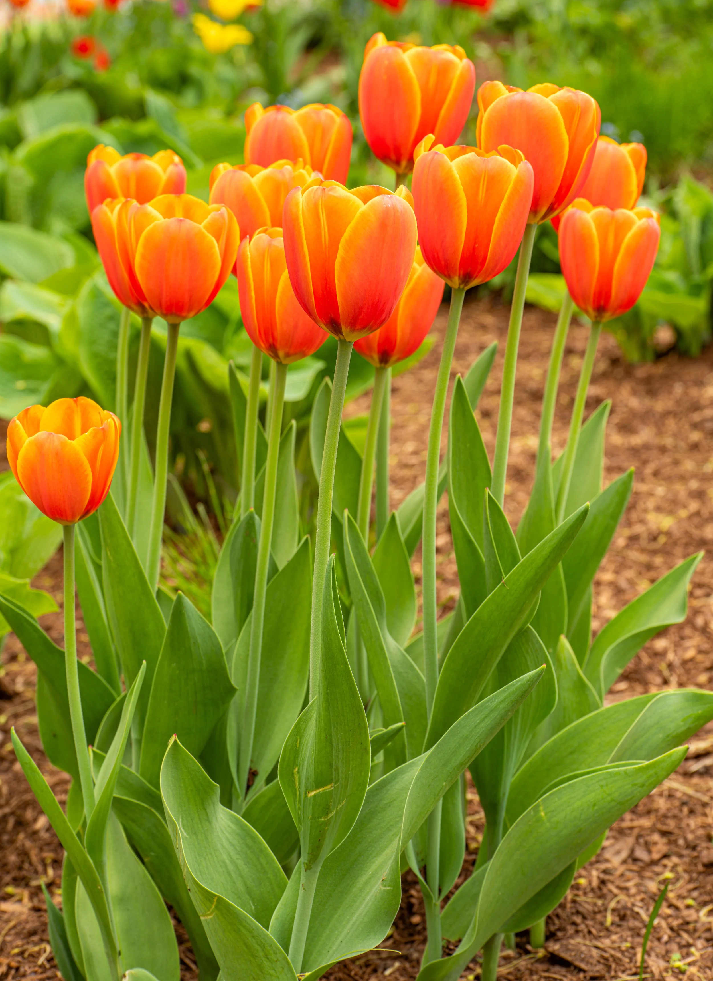Ottawa Tulip Festival050.jpg