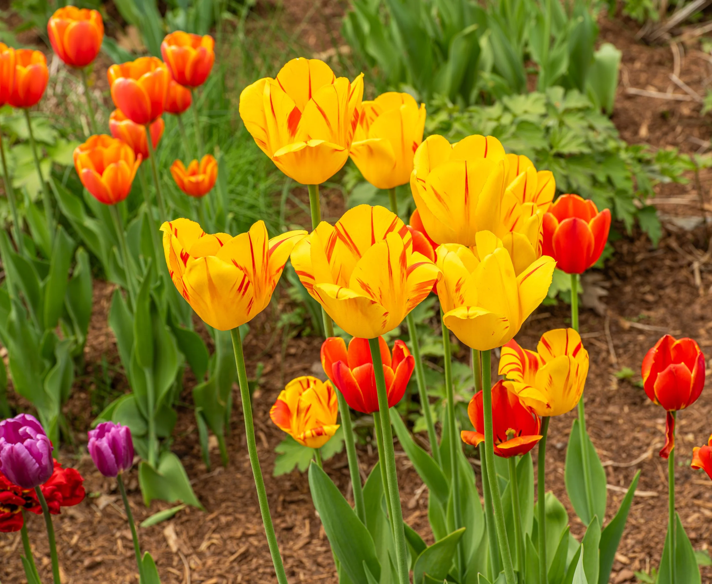 Ottawa Tulip Festival051.jpg