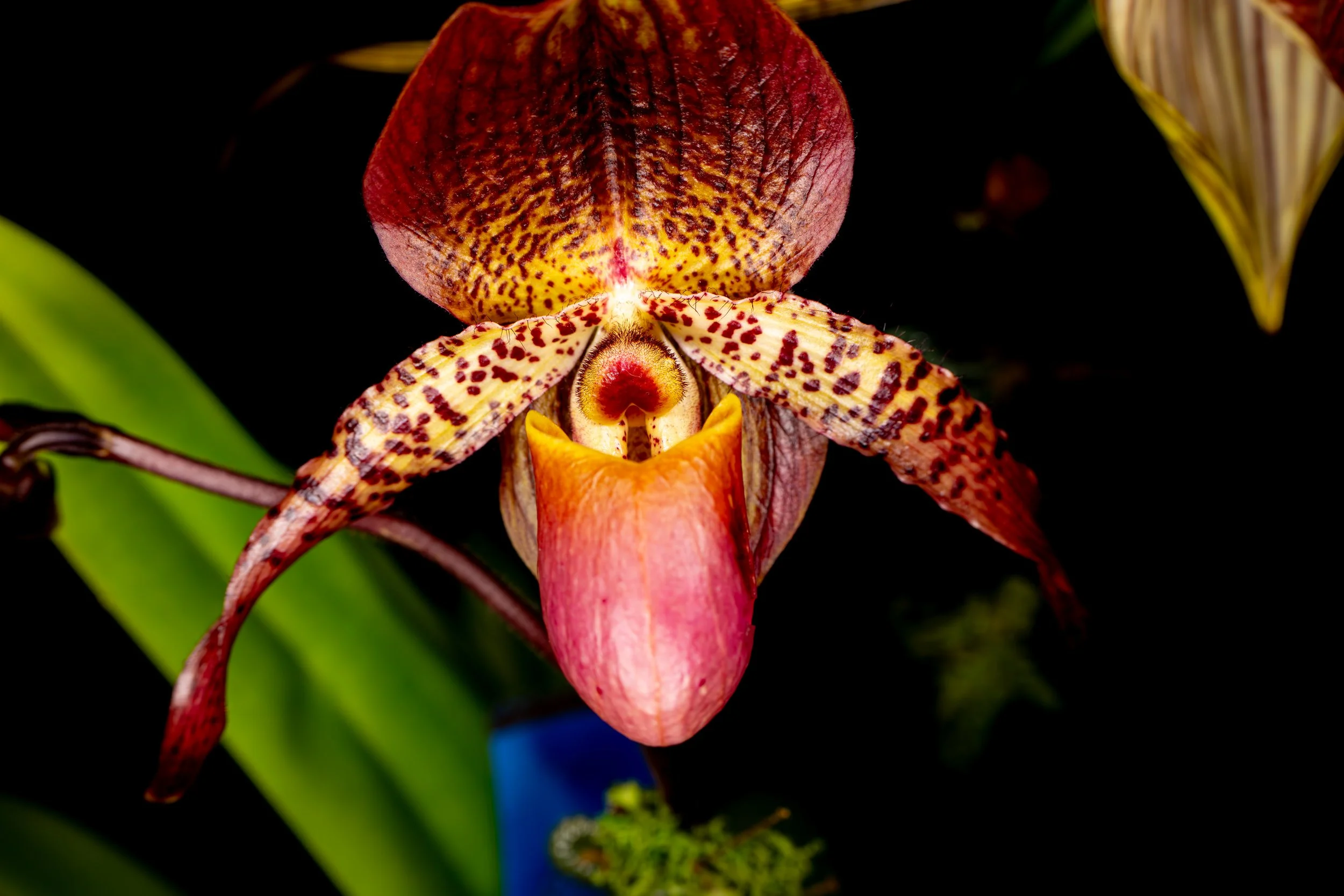 Orchids040.jpg