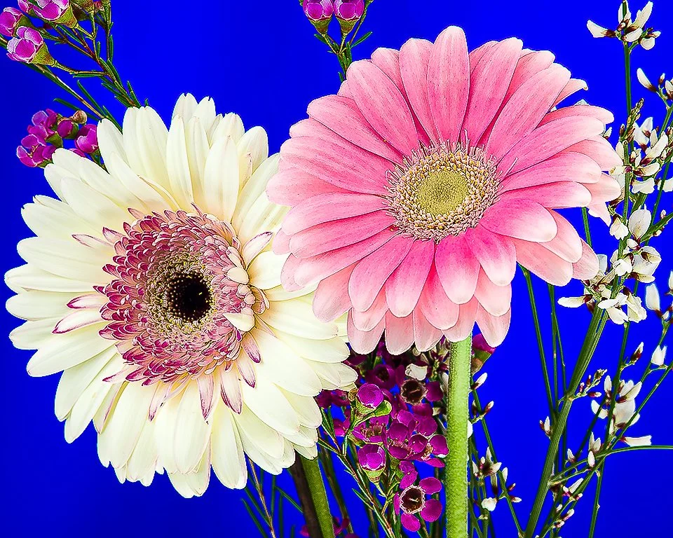 07Apr13 Flowers-292-Edit.jpg