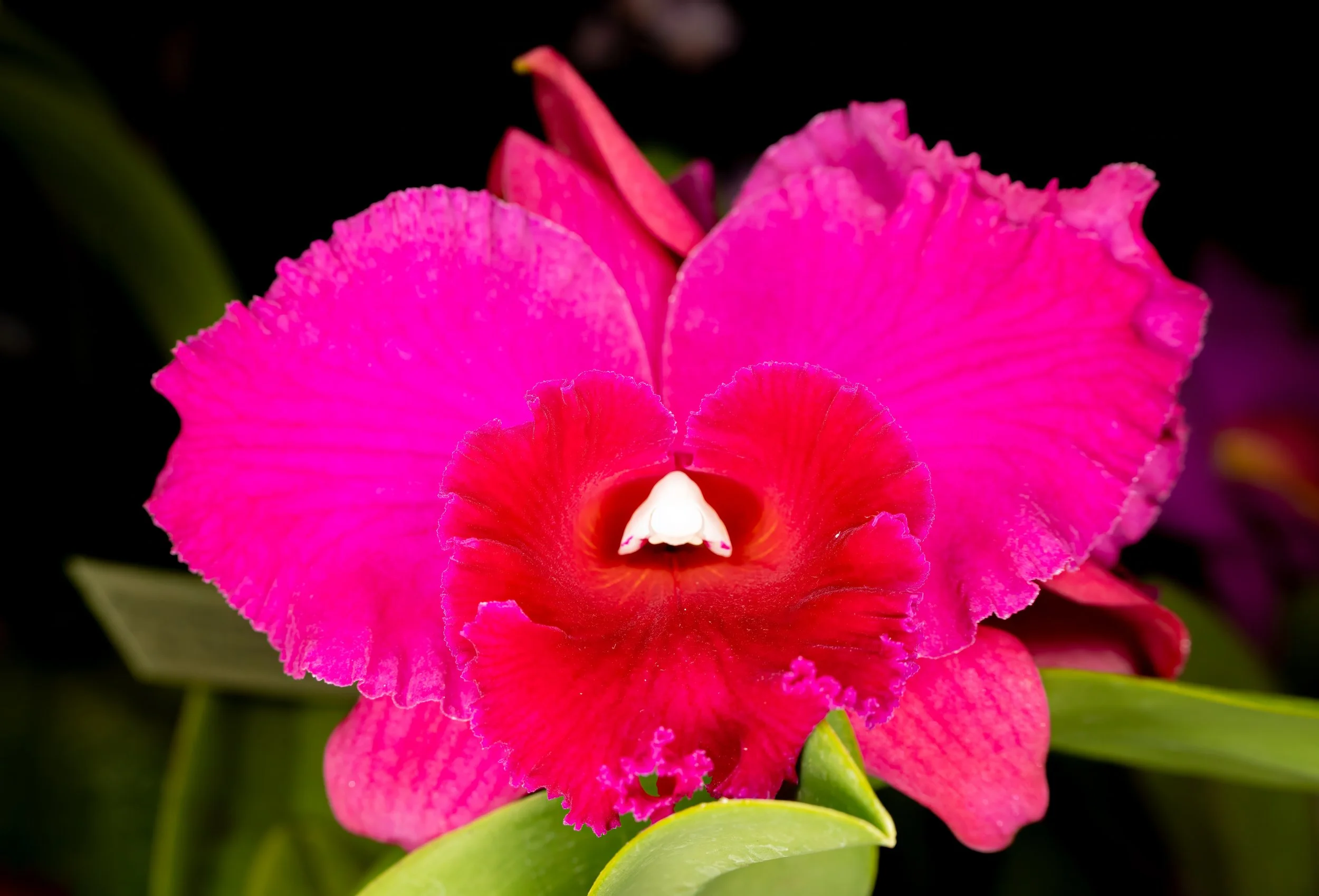 Orchids034.jpg