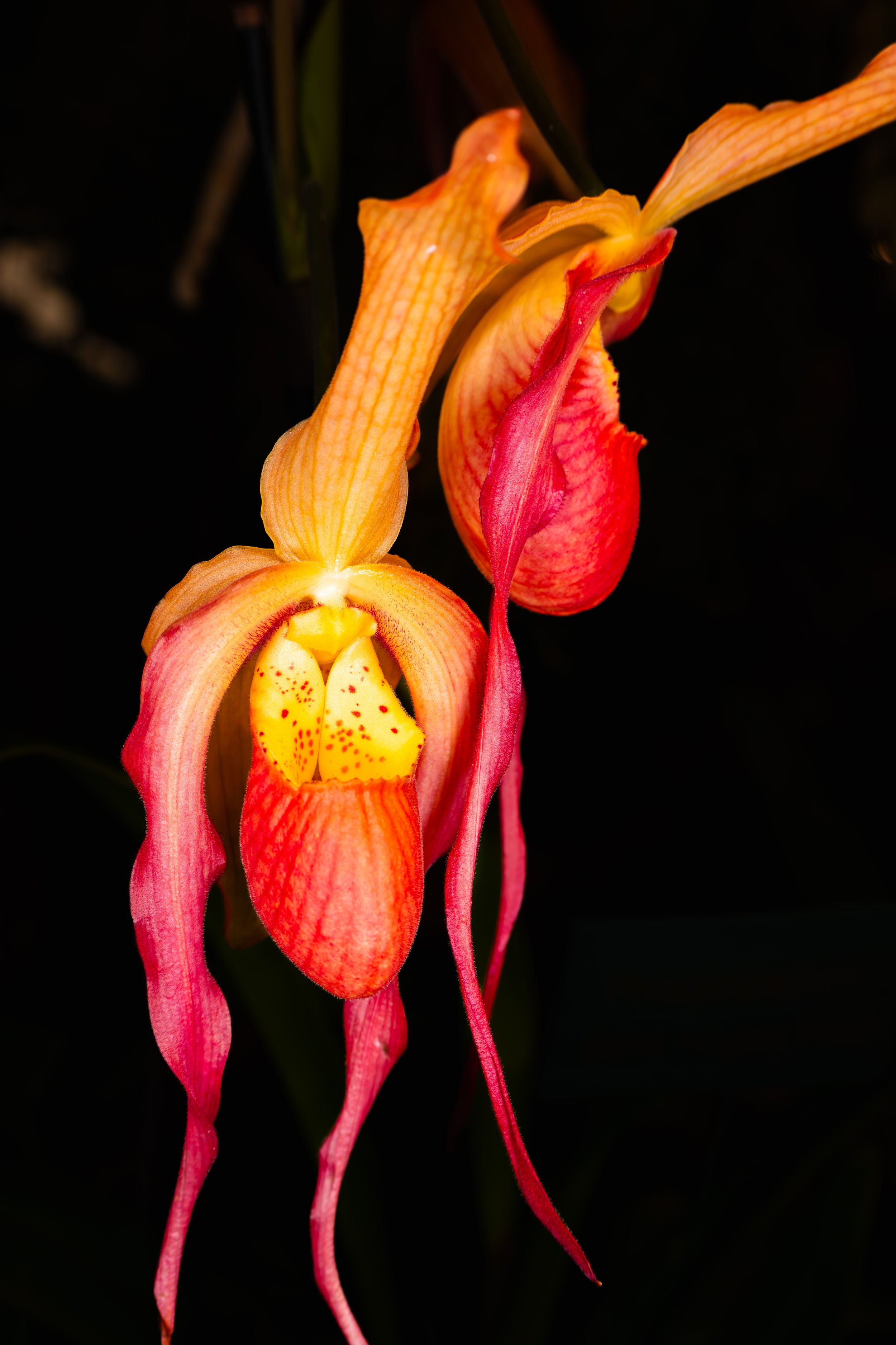 Orchids054.jpg