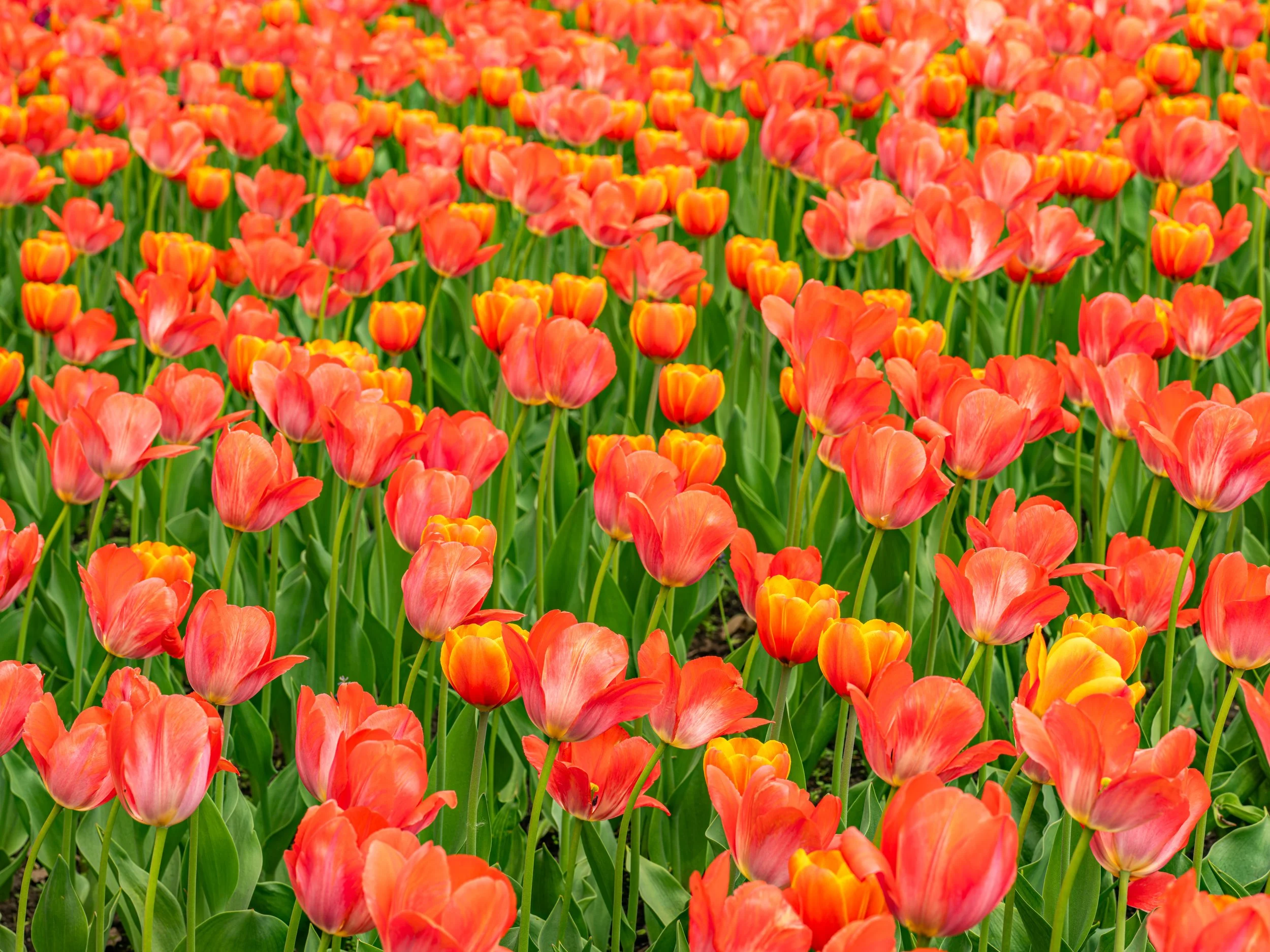 Ottawa Tulip Festival038.jpg