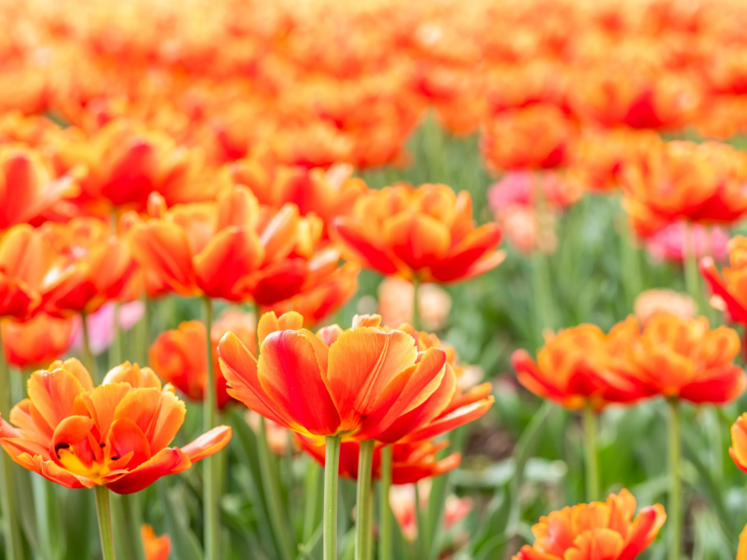 Ottawa Tulip Festival005.jpg