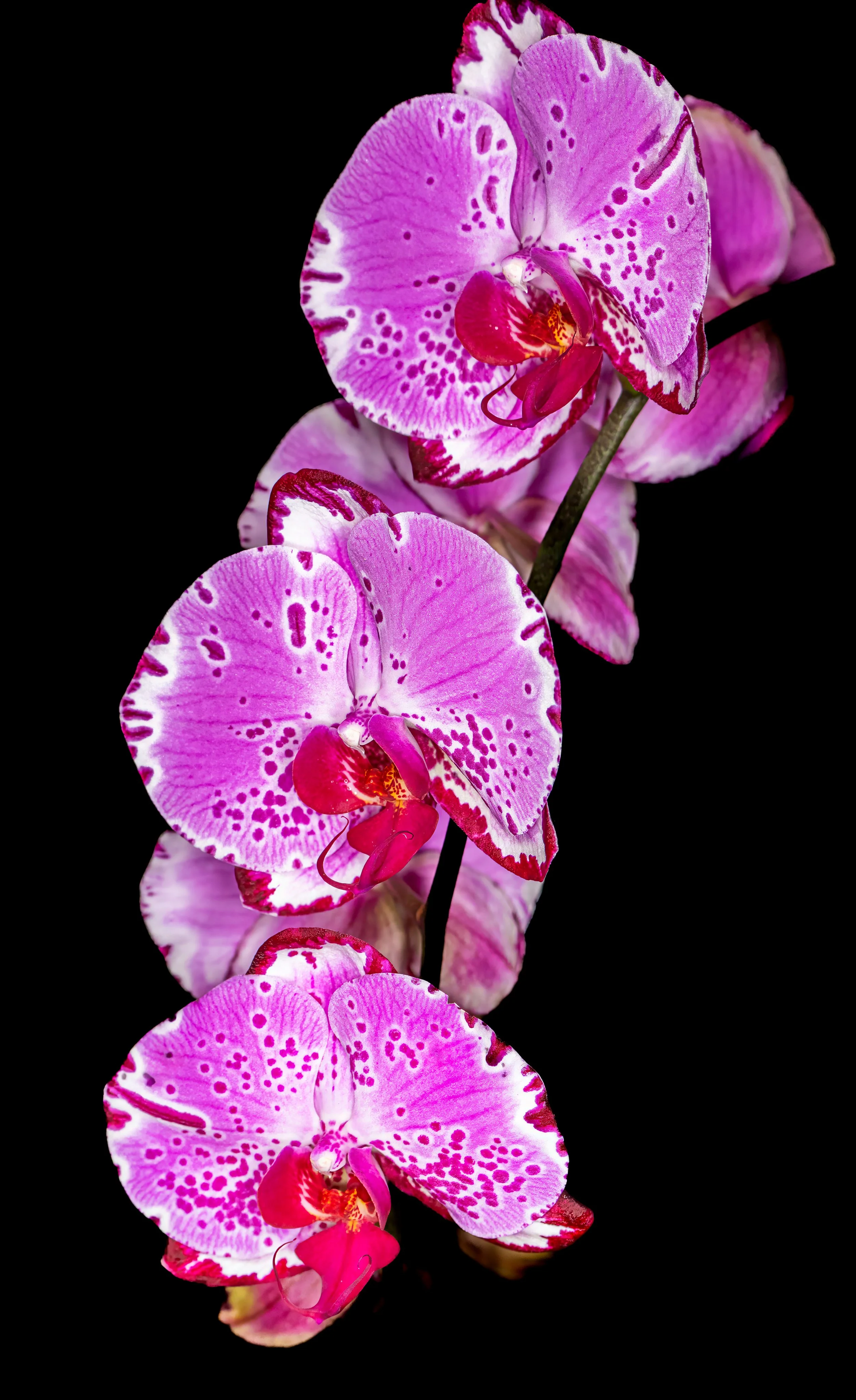 Orchids008.jpg