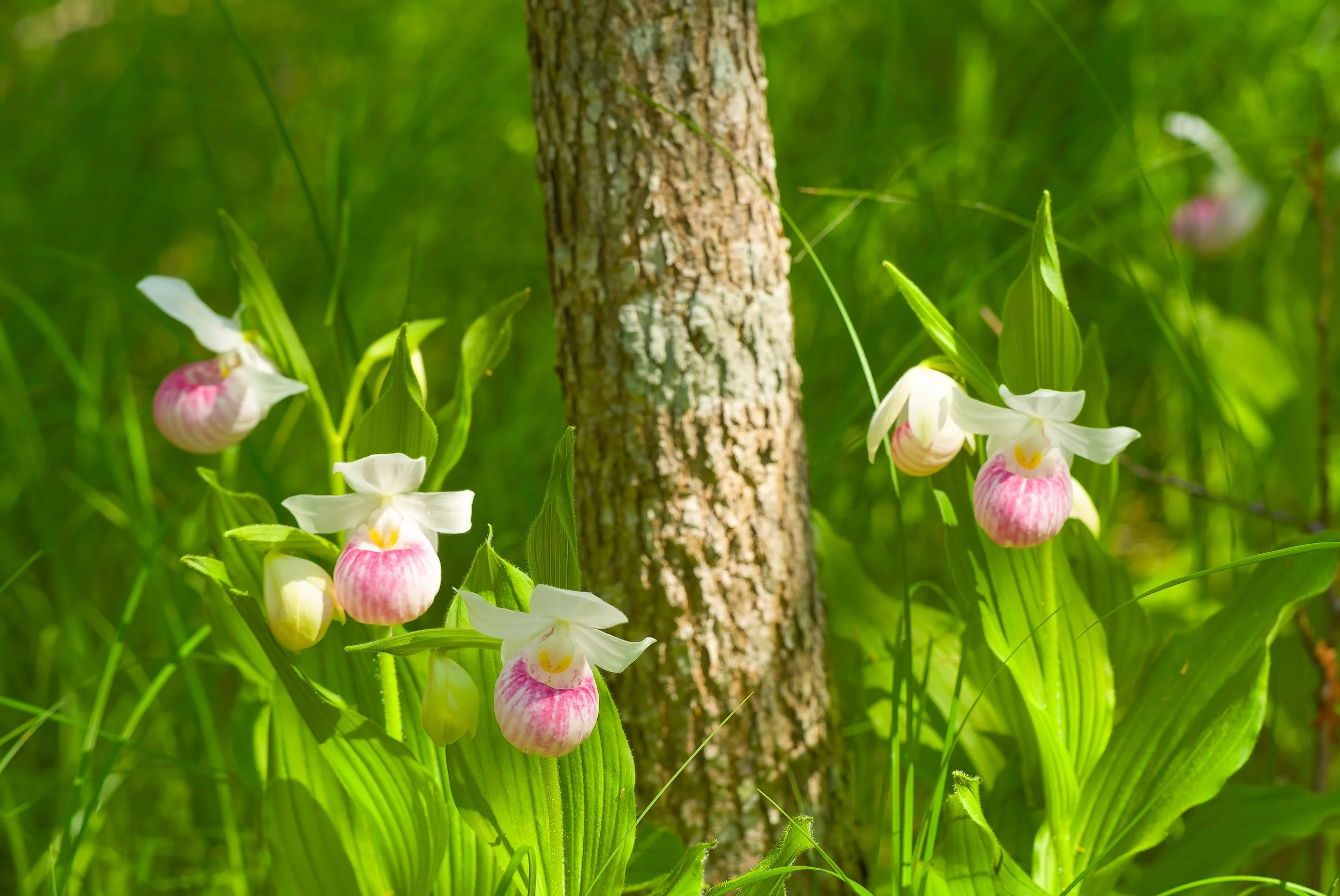 orchids036.jpg