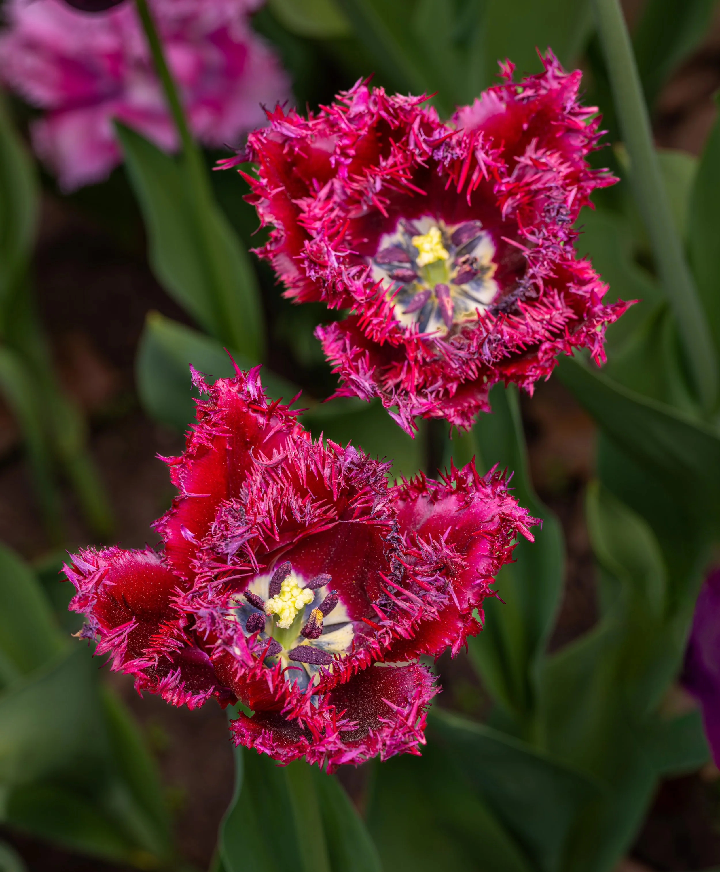 Ottawa Tulip Festival010.jpg