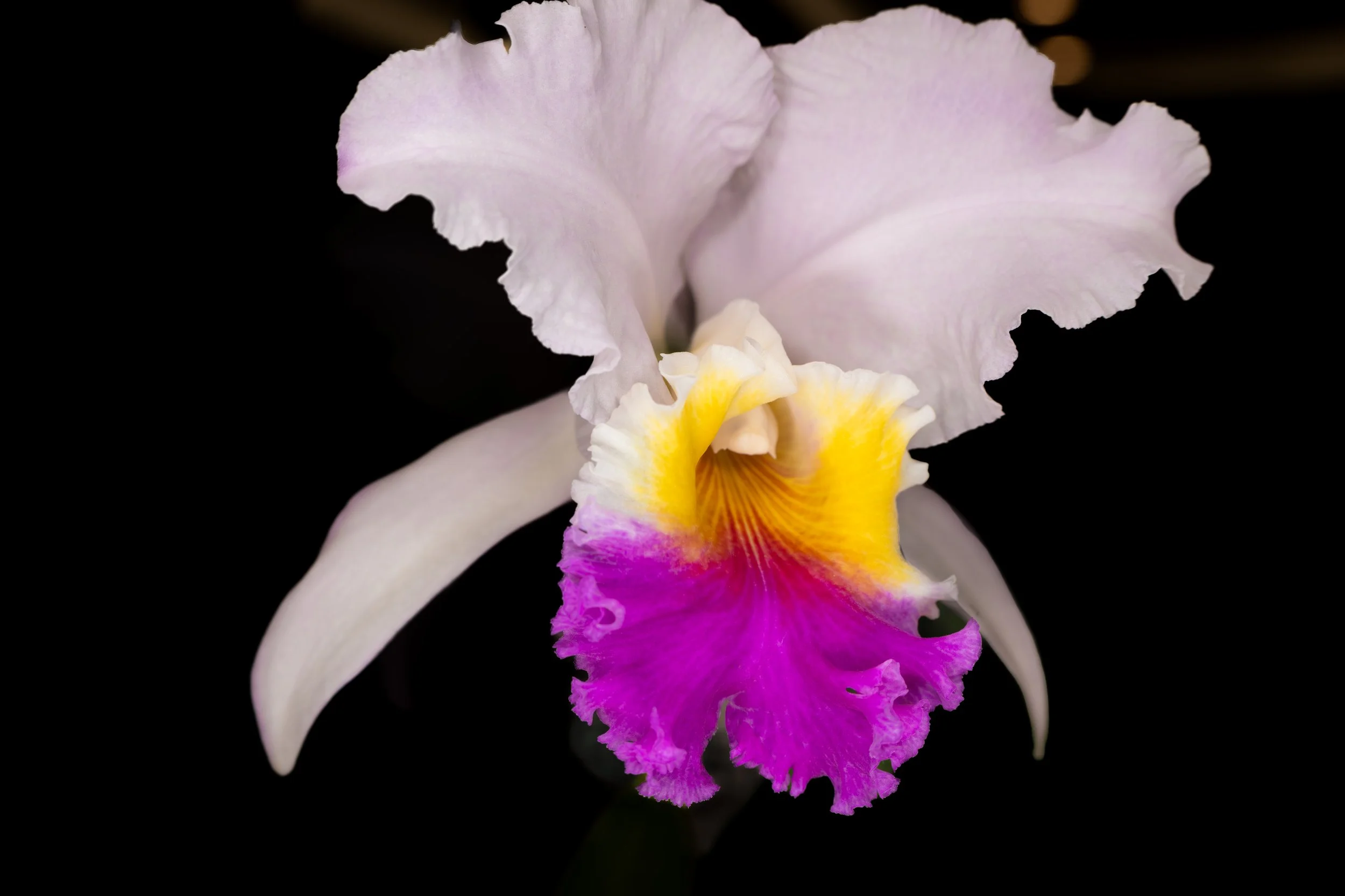 Orchids044.jpg