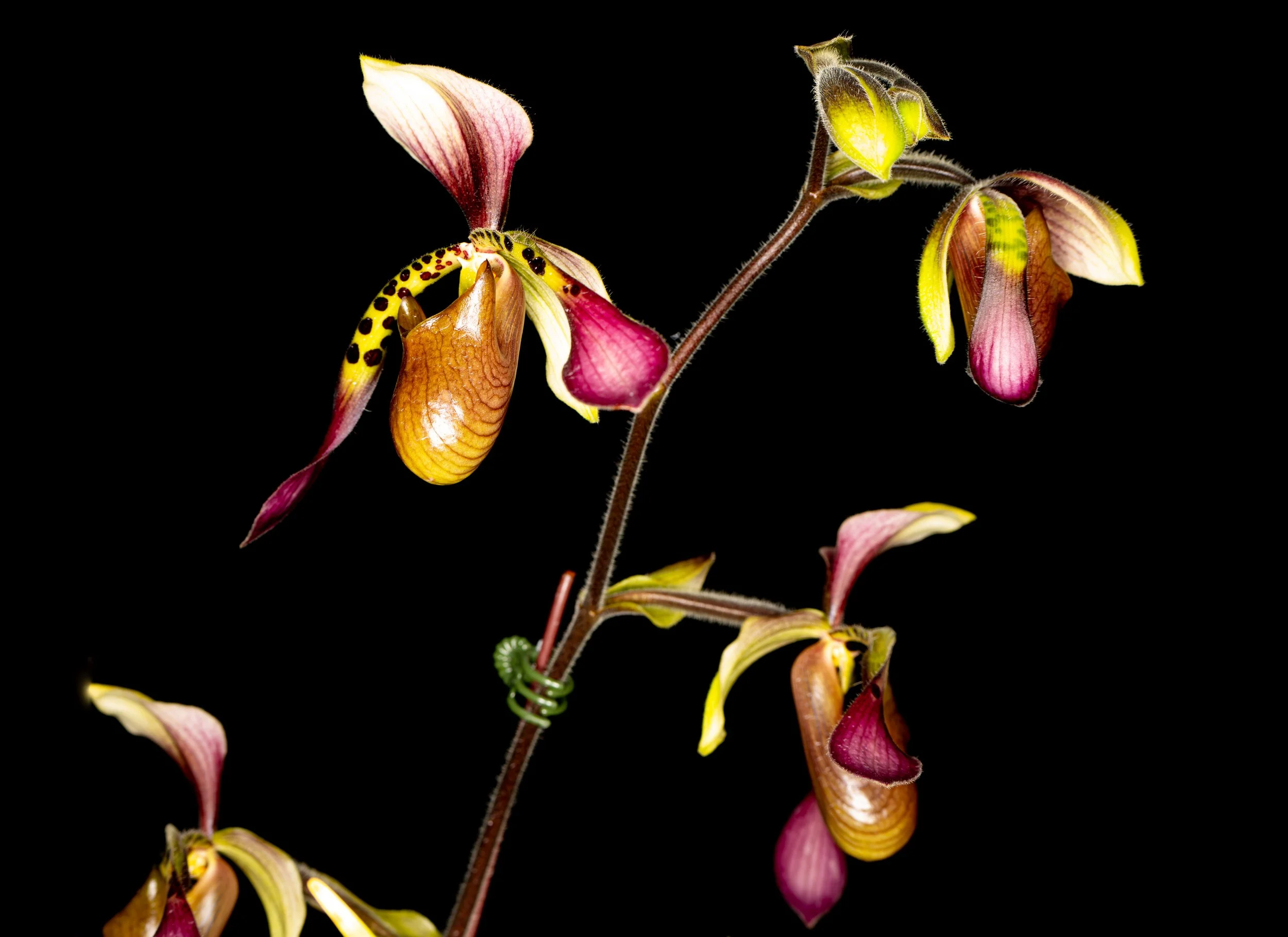 Orchids037.jpg