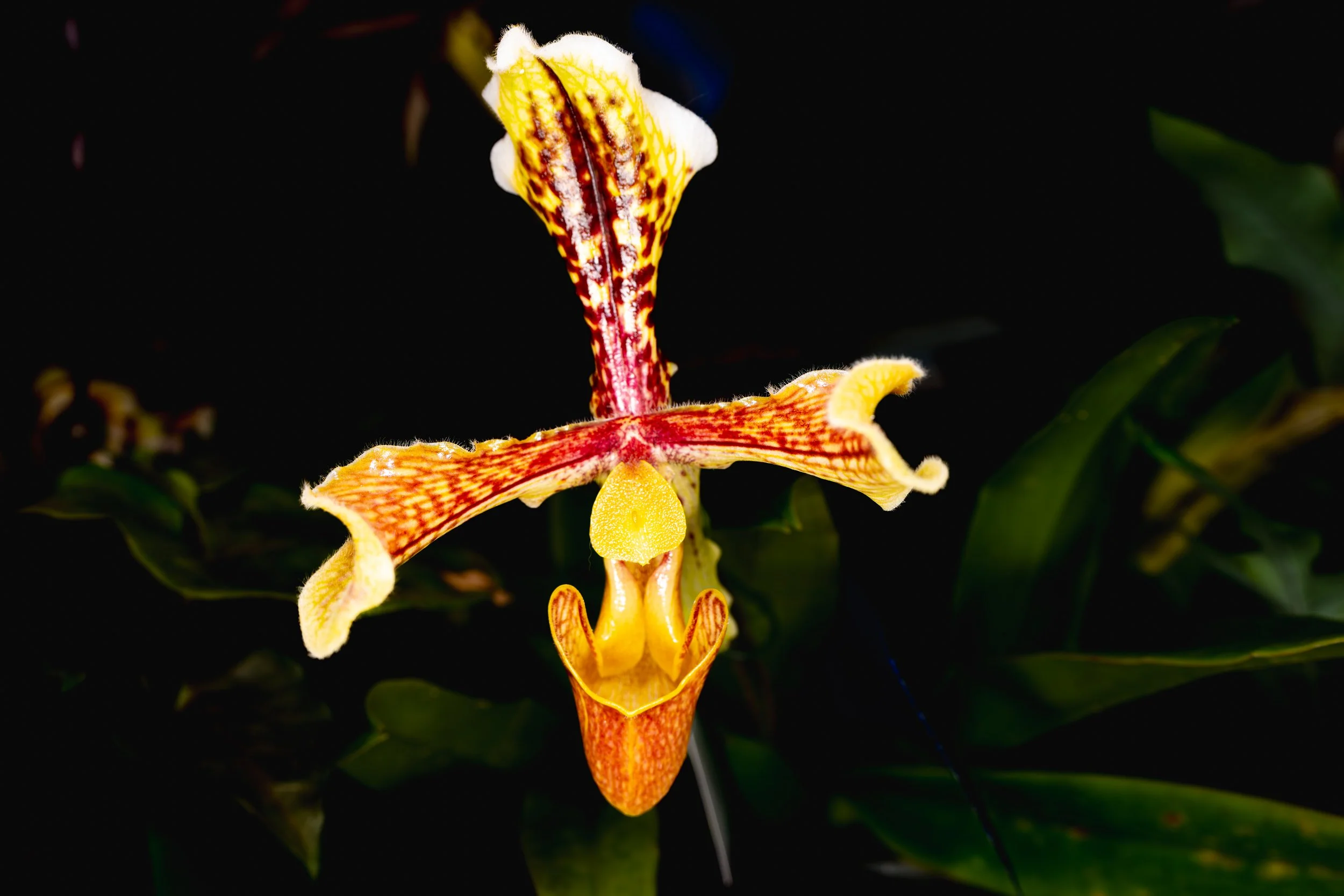 Orchids021.jpg