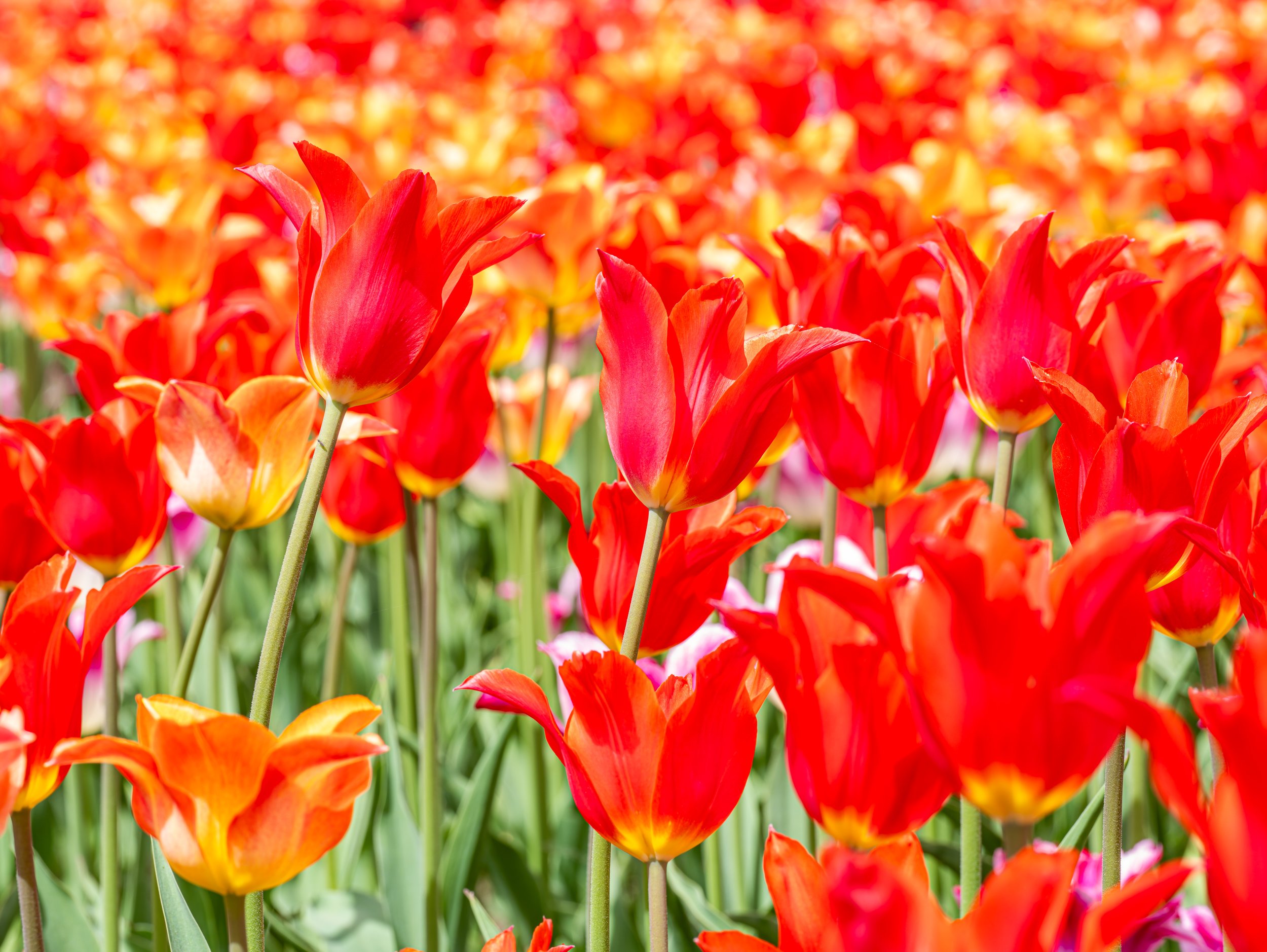 Ottawa Tulip Festival019.jpg