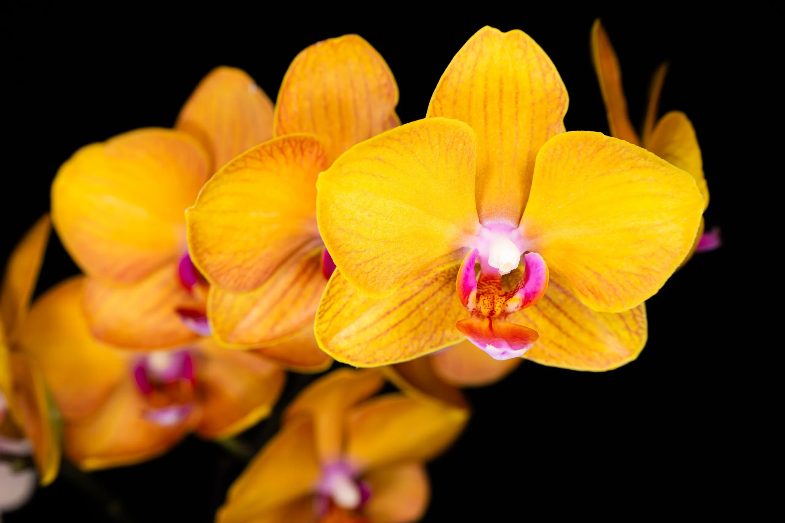 Orchids056.jpg