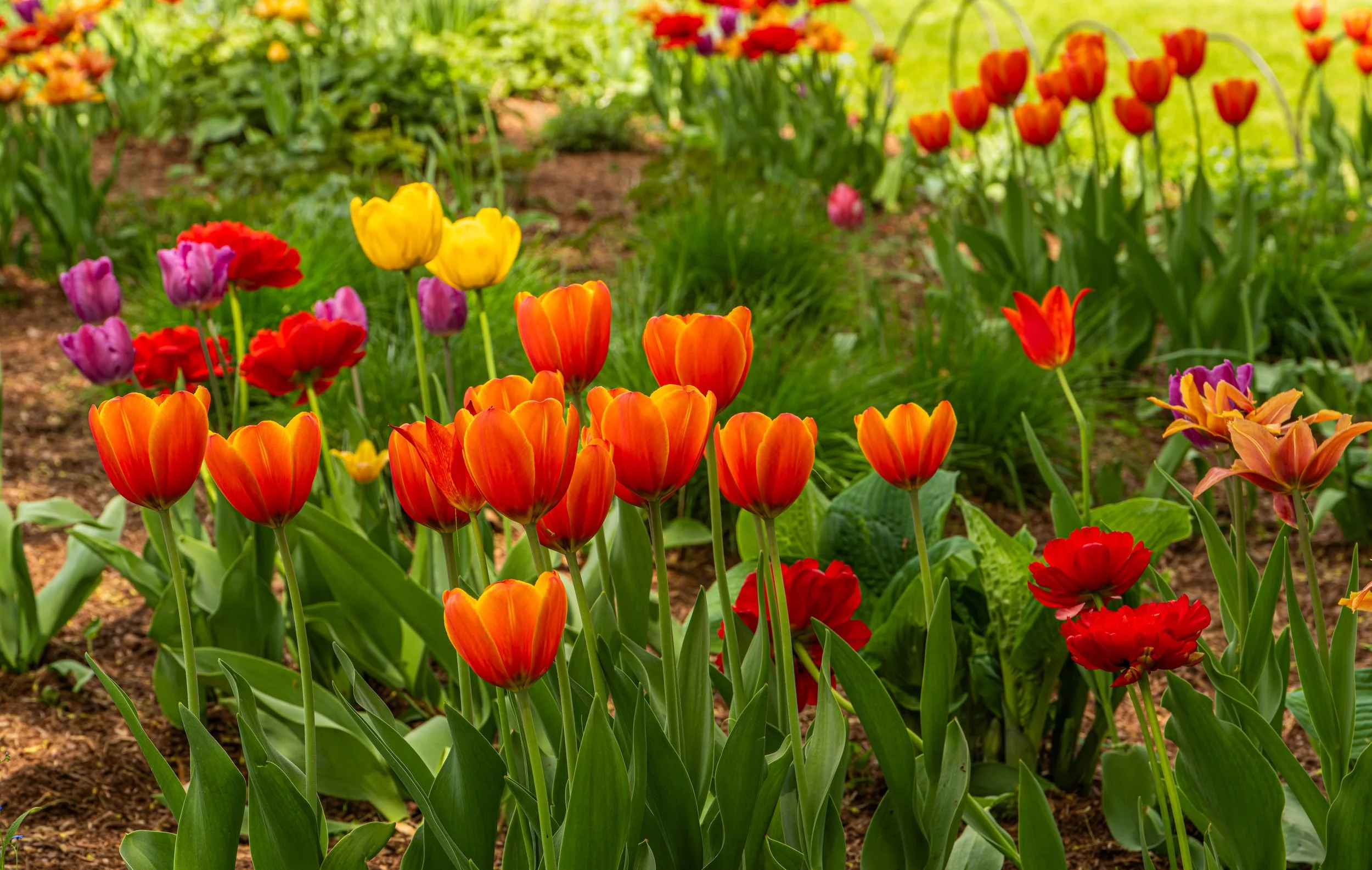 Ottawa Tulip Festival049.jpg