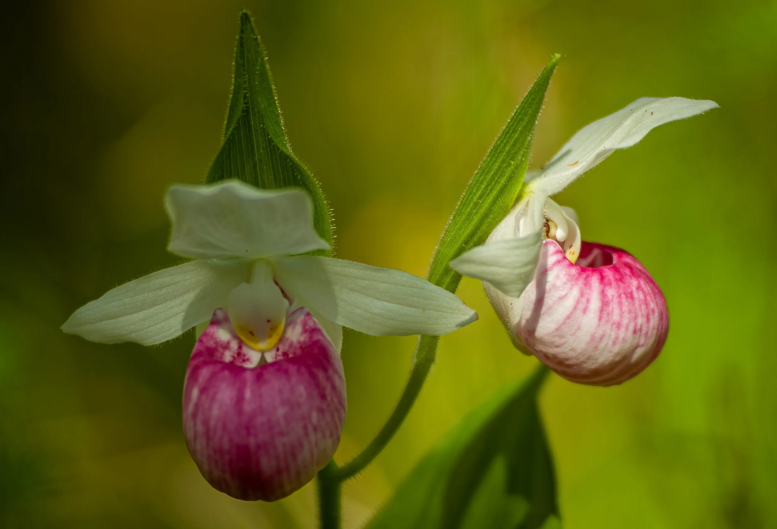 orchids056.jpg
