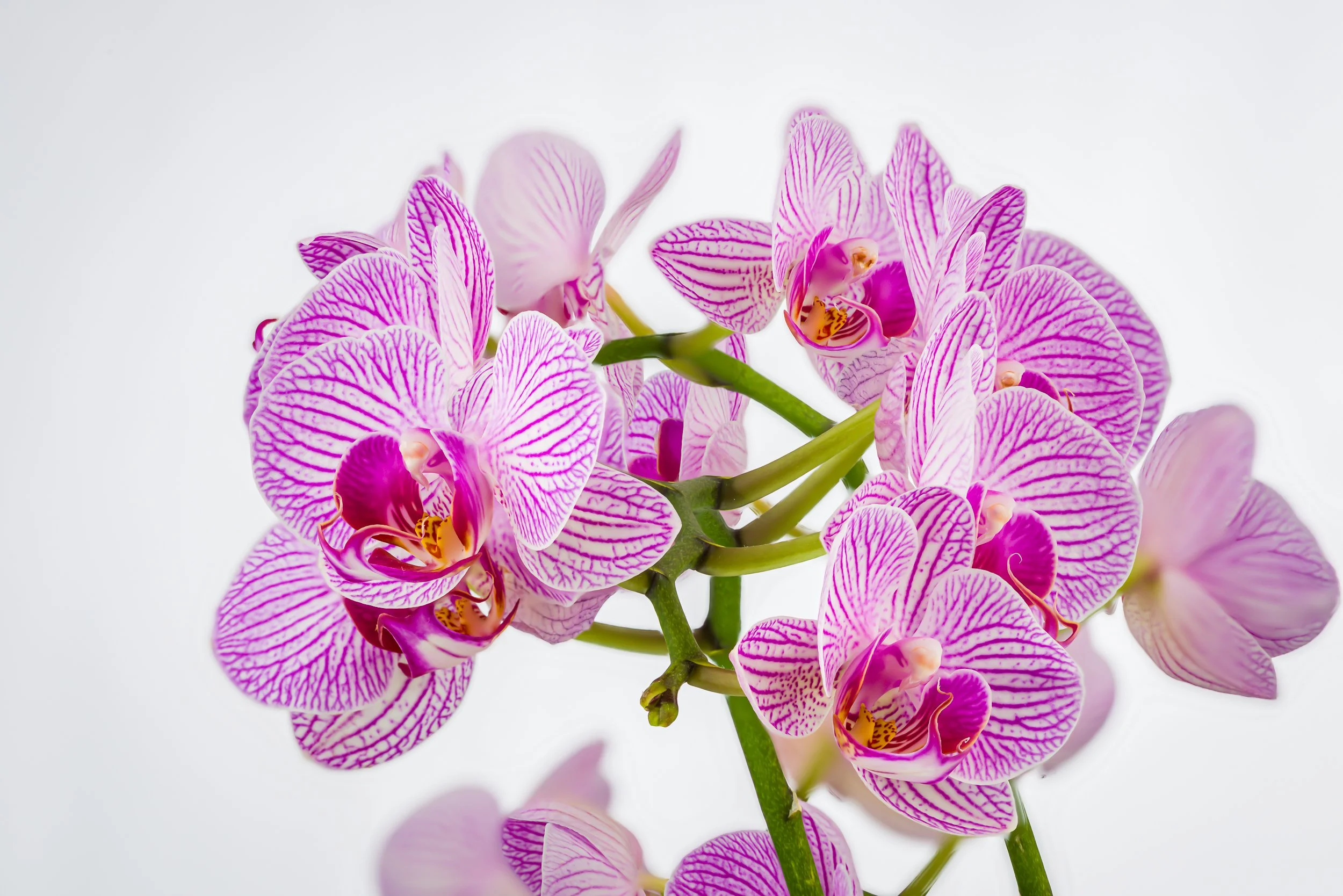 Orchid stacked 1.jpg