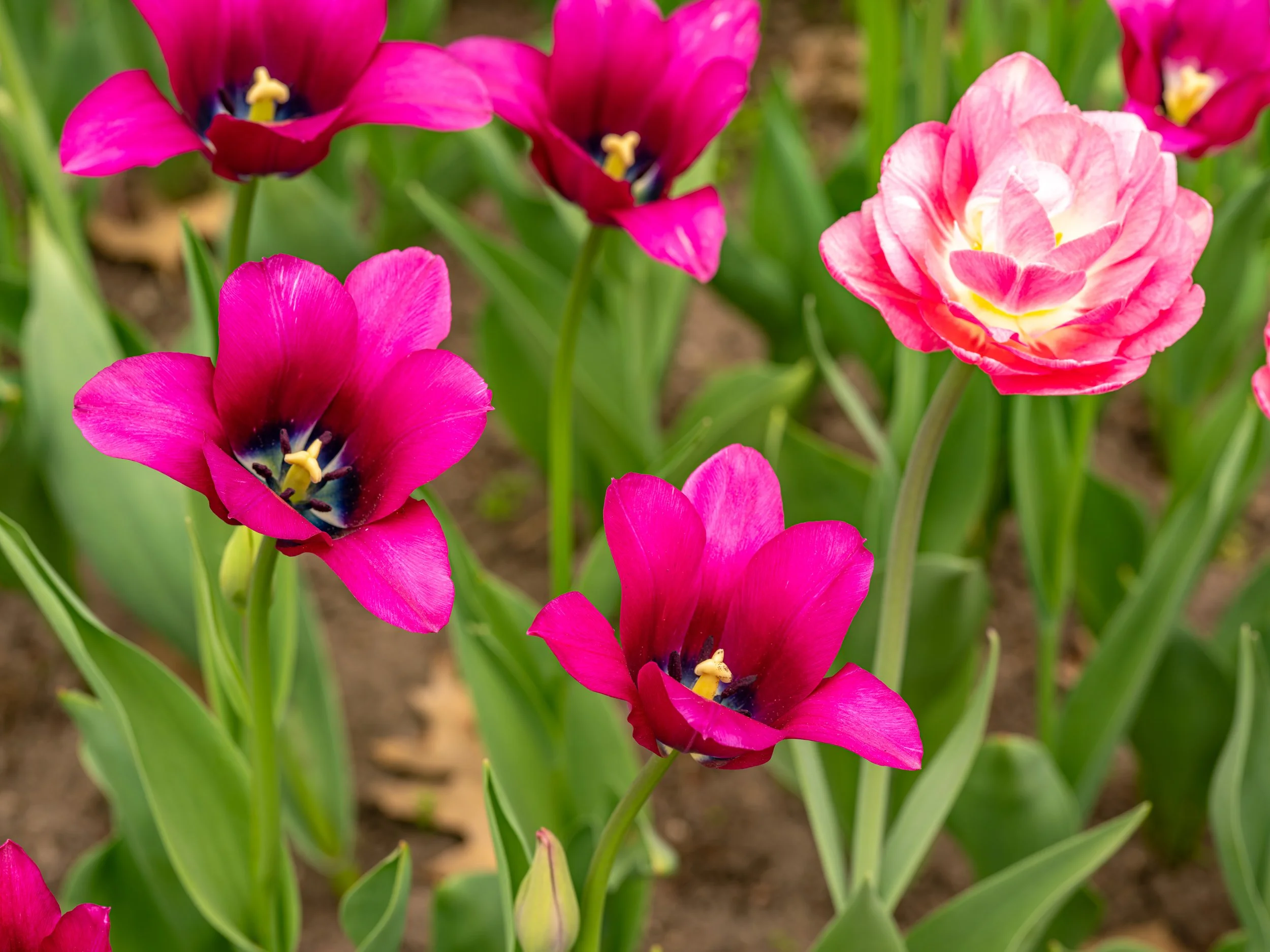 Ottawa Tulip Festival026.jpg