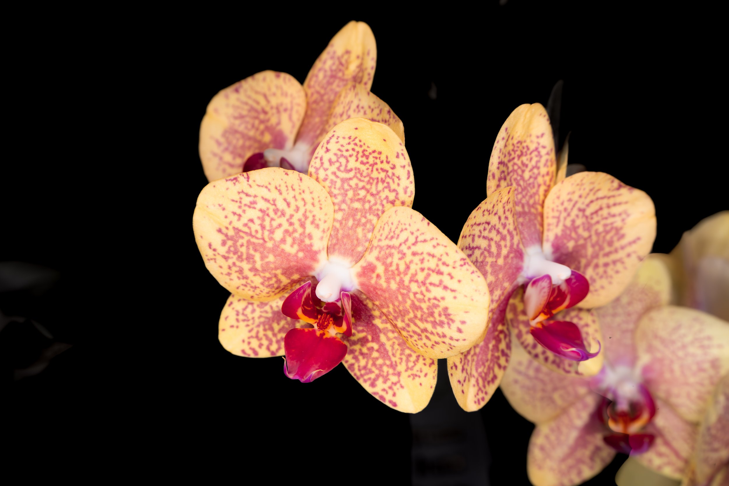 Orchids028.jpg