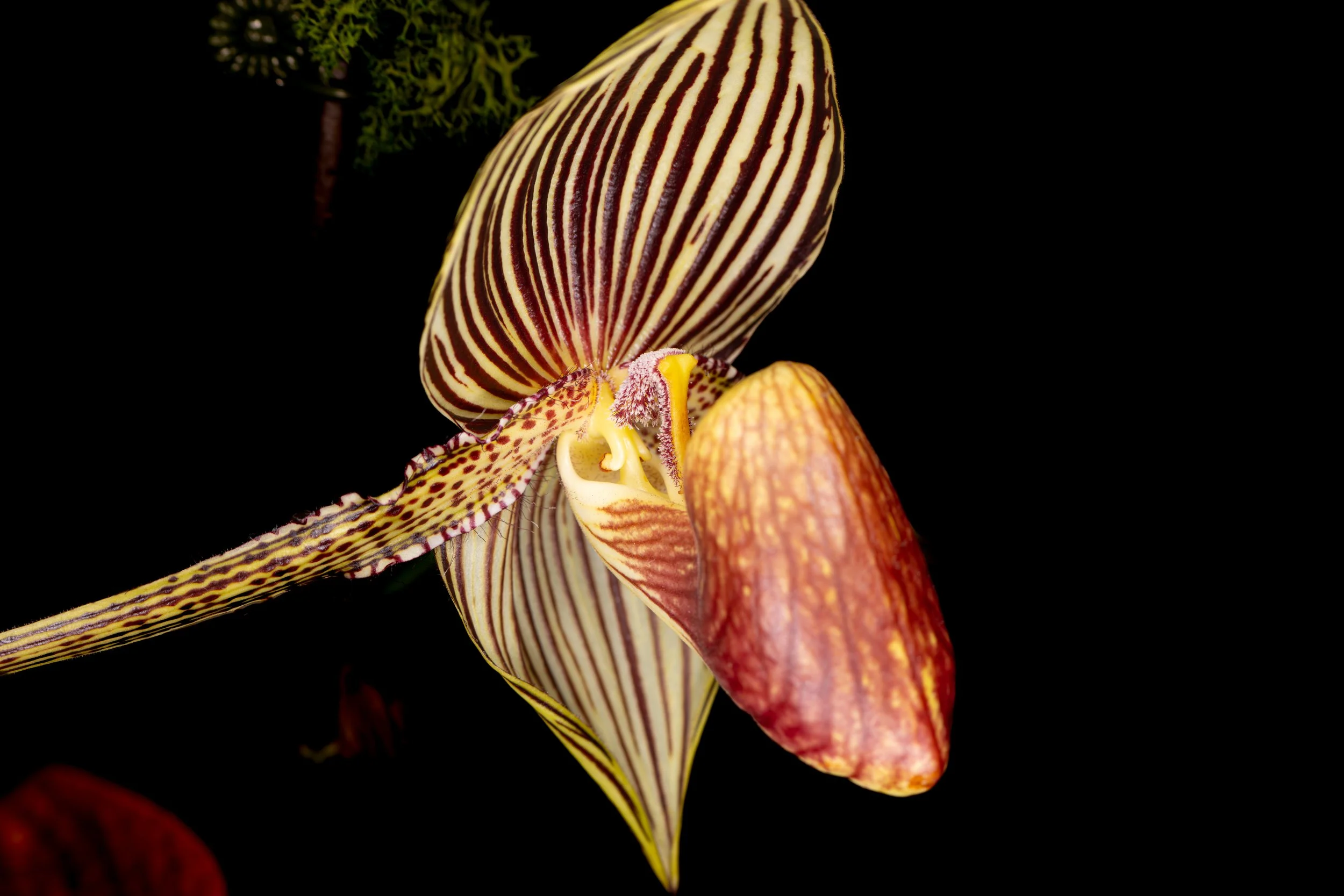 Orchids039.jpg