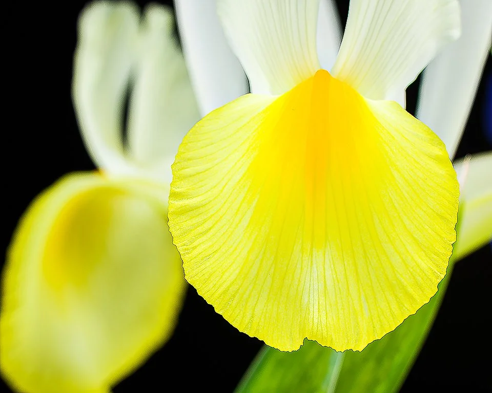 07Apr13 Flowers-92-Edit.jpg