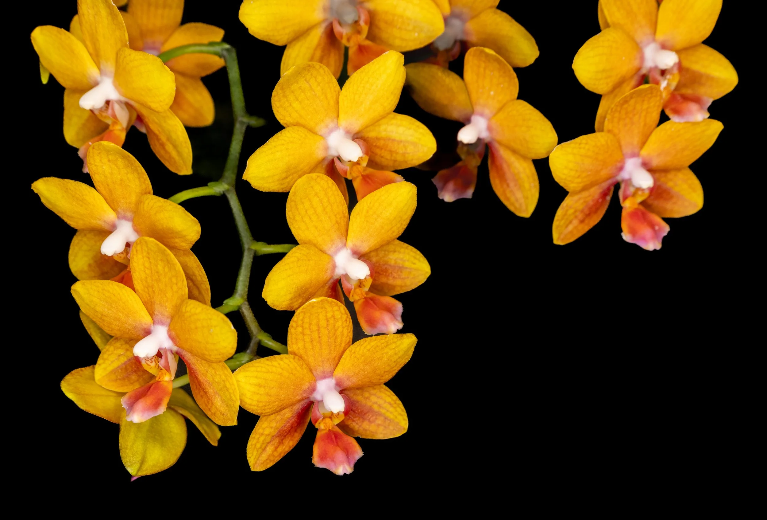 Orchids014.jpg