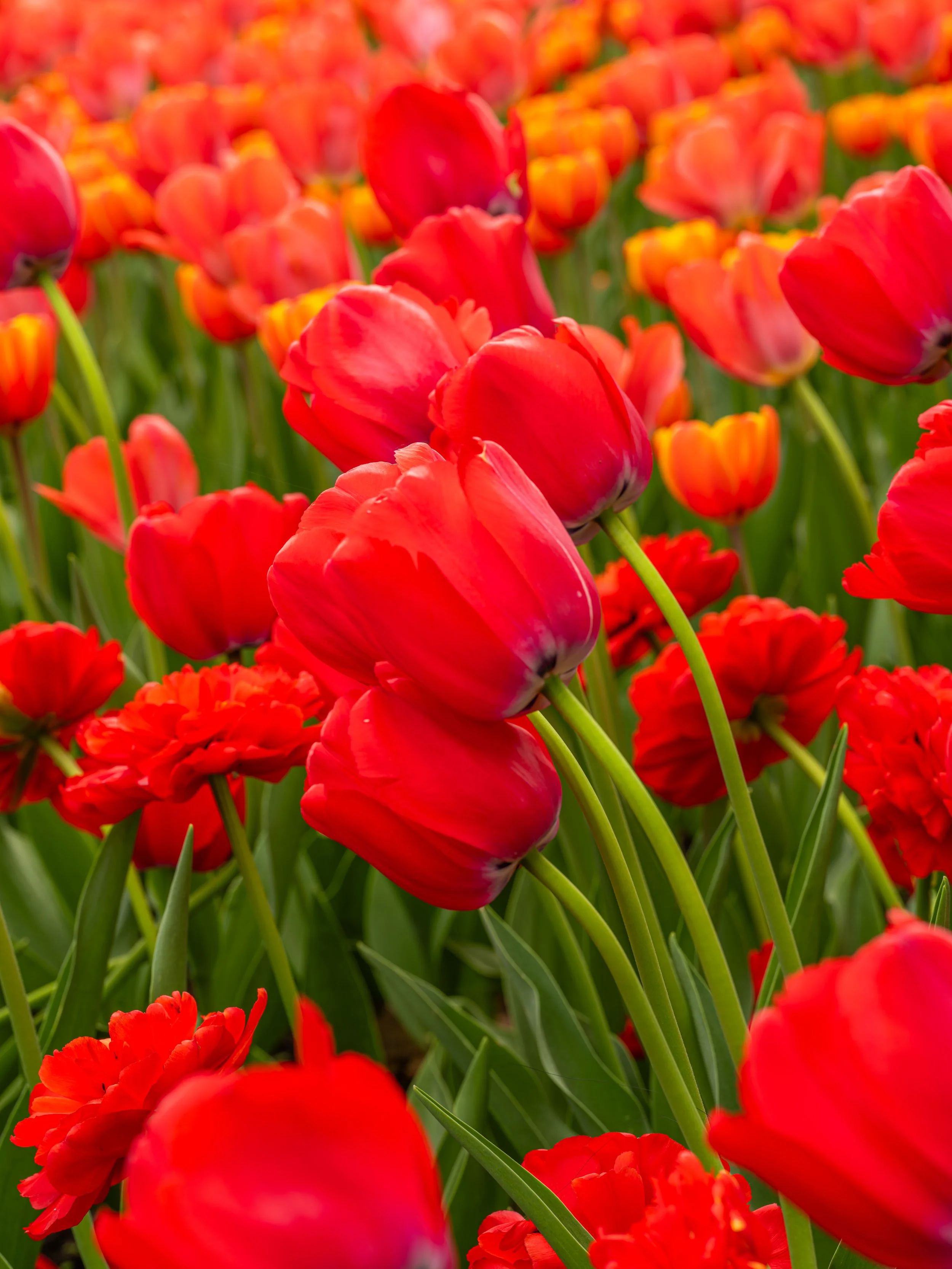 Ottawa Tulip Festival040.jpg