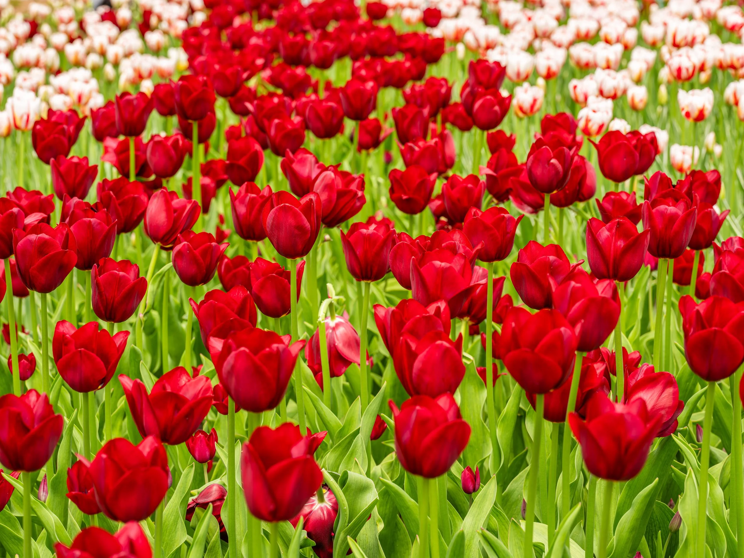 Ottawa Tulip Festival047.jpg