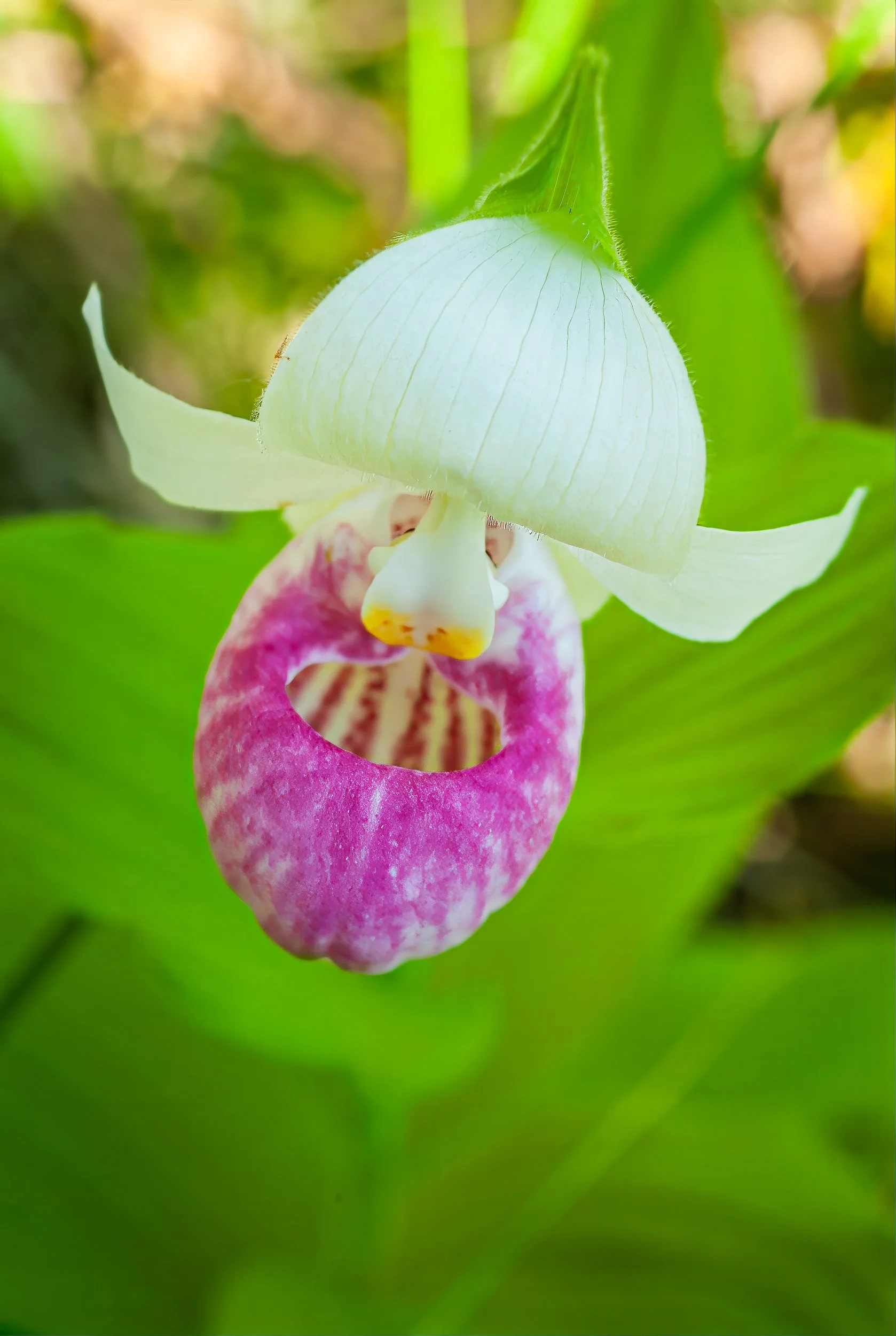orchids030-2.jpg