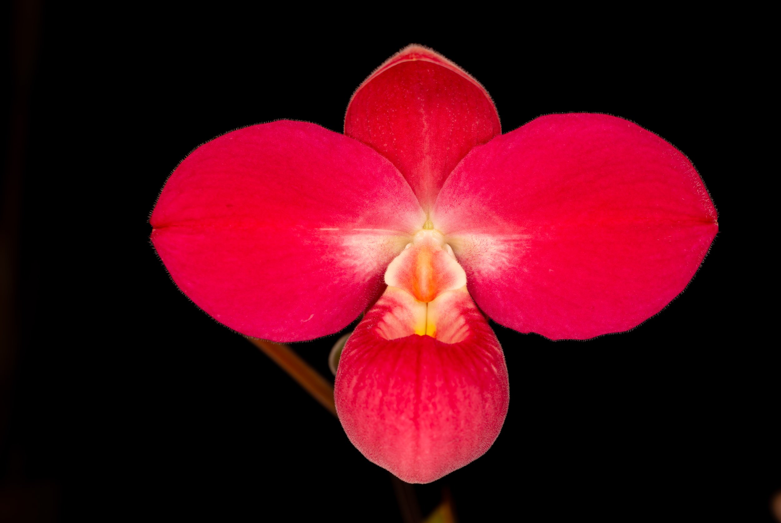 Orchids018.jpg