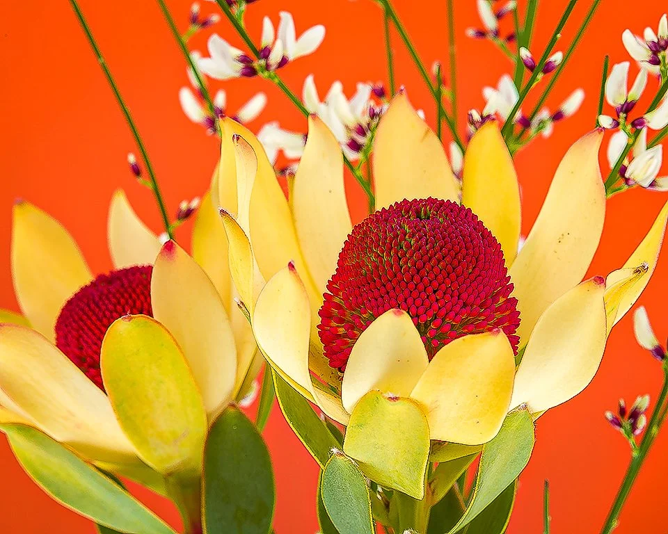 07Apr13 Flowers-215-Edit-Edit.jpg