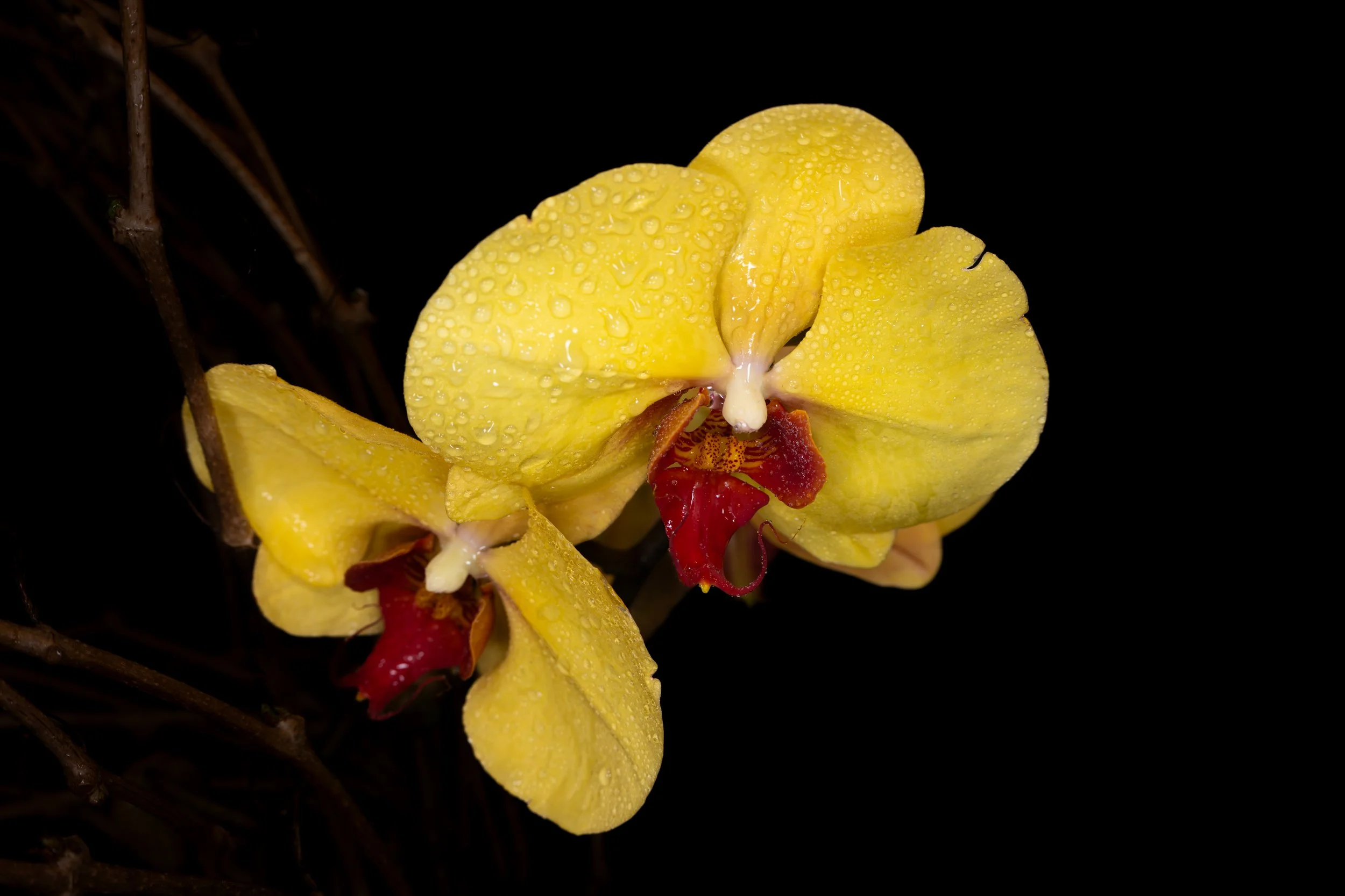 Orchids046.jpg