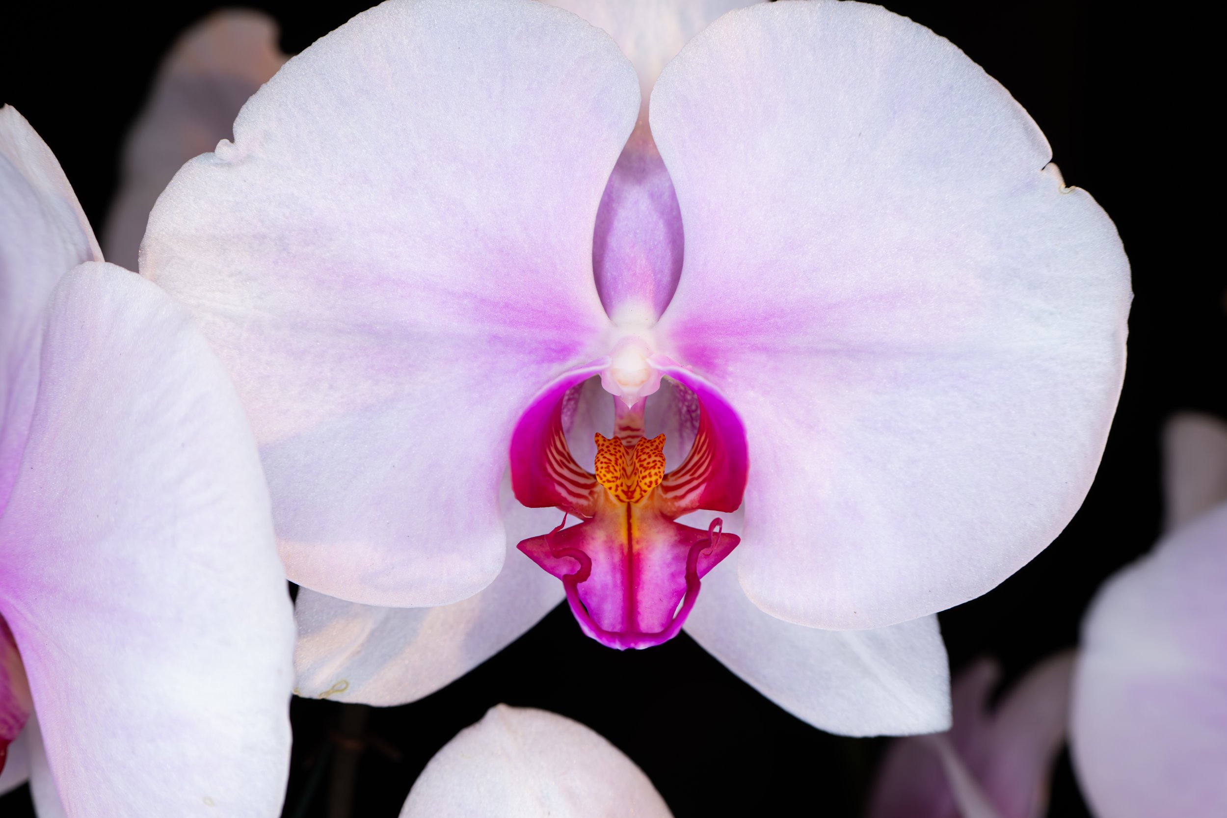 Orchids049.jpg