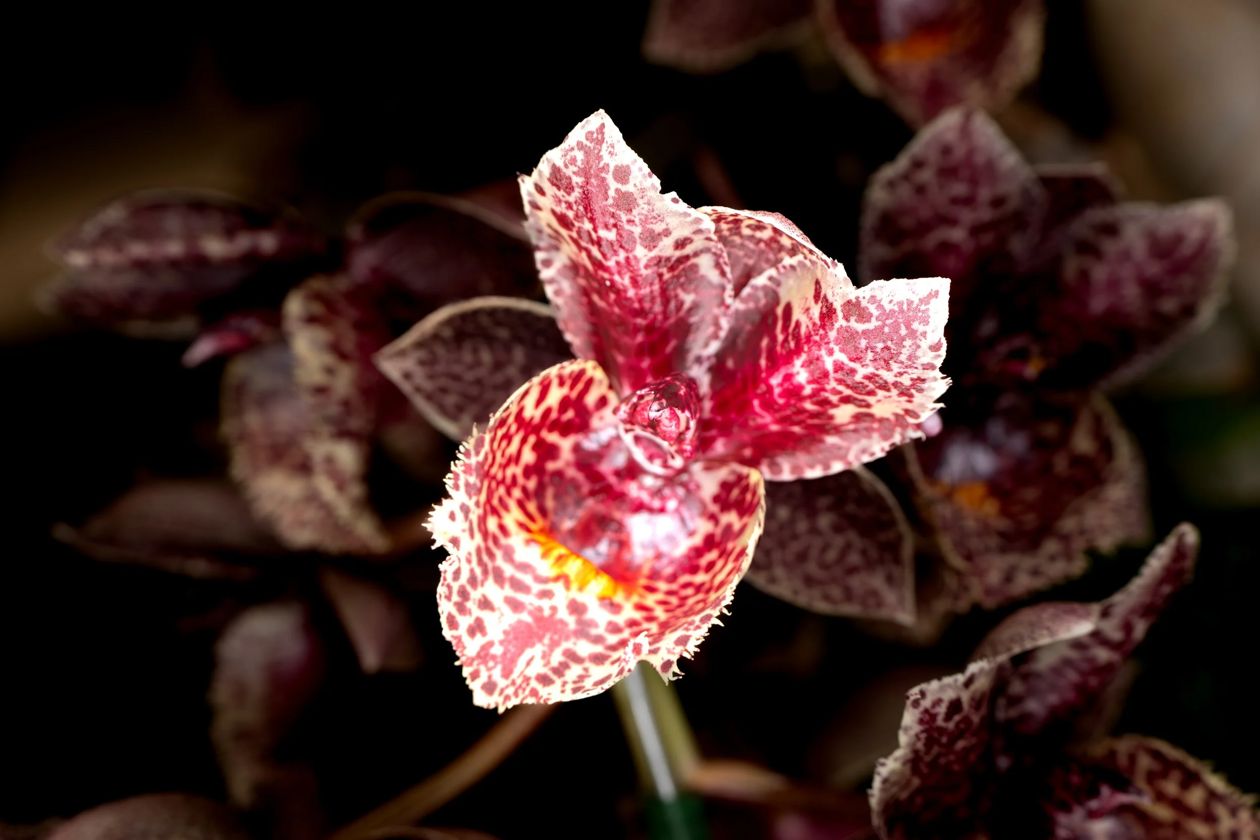 Orchids051.jpg